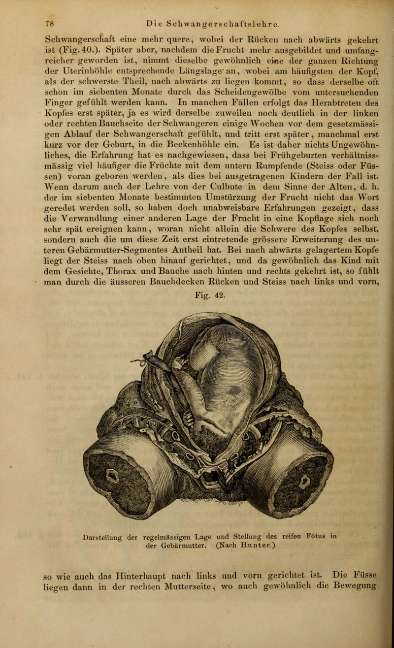 Schwangerschaft eine mehr quere, wobei der Rücken nach abwärts gekehrt ist (Fig. 40.)- Später aber, nachdem die Frucht mehr ausgebildet und umfang- reicher geworden ist, nimmt dieselbe gewöhnlich ekie der ganzen Richtung der Uterinhöhle entsprechende Längslage'an, wobei am häufigsten der Kopf, als der schwerste Theil, nach abwärts zu liegen kommt, so dass derselbe oft schon im siebenten Monate durch das Scheidengewölbe vom untersuchenden Finger gefühlt werden kann. In manchen Fällen erfolgt das Herabtreten des Kopfes erst später, ja es wird derselbe zuweilen noch deutlich in der linken oder rechten Bauchseite der Schwangeren einige Wochen vor dem gesetzmässi- gen Ablauf der Schwangerschaft gefühlt, und tritt erst später, manchmal erst kurz vor der Geburt, in die Beckenhöhle ein. Es ist daher nichts Ungewöhn- liches, die Erfahrung hat es nachgewiesen, dass bei Frühgeburten verhältniss- mässig viel häufiger die Früchte mit dem untern Rumpfende (Steiss oder Füs- sen) voran geboren werden, als dies bei ausgetragenen Kindern der Fall ist. Wenn darum auch der Lehre von der Culbute in dem Sinne der Alten, d. h. der im siebenten Monate bestimmten Umstürzung der Frucht nicht das Wort geredet werden soll, so haben doch unabweisbare Erfahrungen gezeigt, dass die Verwandlung einer anderen Lage der Frucht in eine Kopflage sich noch sehr spät ereignen kann, woran nicht allein die Schwere des Kopfes selbst, sondern auch die um diese Zeit erst eintretende grössere Erweiterung des un- teren Gebärmutter-Segmentes Antheil hat. Bei nach abwärts gelagertem Kopfe liegt der Steiss nach oben hinauf gerichtet, und da gewöhnlich das Kind mit dem Gesichte, Thorax und Bauche nach hinten und rechts gekehrt ist, so fühlt man durch die äusseren Bauchdecken Rücken und Steiss nach links und vorn, Fig. 42. Darstellung der regelmässigen Lage und Stellung des reifen Fötus in der Gebärmutter. (Nach Hunt er.) so wie auch das Hinterhaupt nach links und vorn gerichtet ist. Die Füsse liegen dann in der rechten Mutterseite, wo auch gewöhnlich die Bewegung