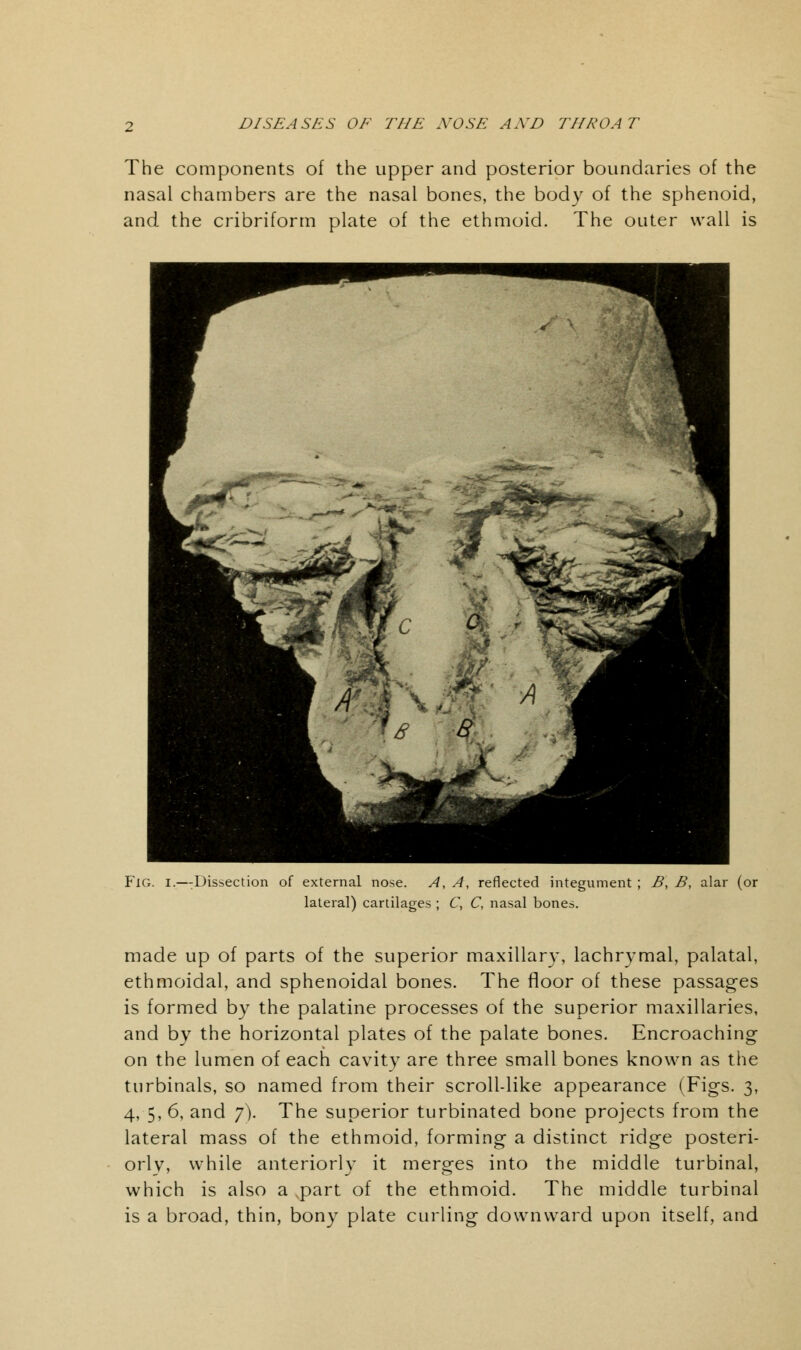 The components of the upper and posterior boundaries of the nasal chambers are the nasal bones, the body of the sphenoid, and the cribriform plate of the ethmoid. The outer wall is Fig. i.—:Dissection of external nose. A, A, reflected integument ; B, B, alar (or lateral) cartilages ; C, C, nasal bones. made up of parts of the superior maxillary, lachrymal, palatal, ethmoidal, and sphenoidal bones. The floor of these passages is formed by the palatine processes of the superior maxillaries, and by the horizontal plates of the palate bones. Encroaching on the lumen of each cavity are three small bones known as the turbinals, so named from their scroll-like appearance (Figs. 3, 4, 5, 6, and 7). The superior turbinated bone projects from the lateral mass of the ethmoid, forming a distinct ridge posteri- orly, while anteriorly it merges into the middle turbinal, which is also a part of the ethmoid. The middle turbinal is a broad, thin, bony plate curling downward upon itself, and