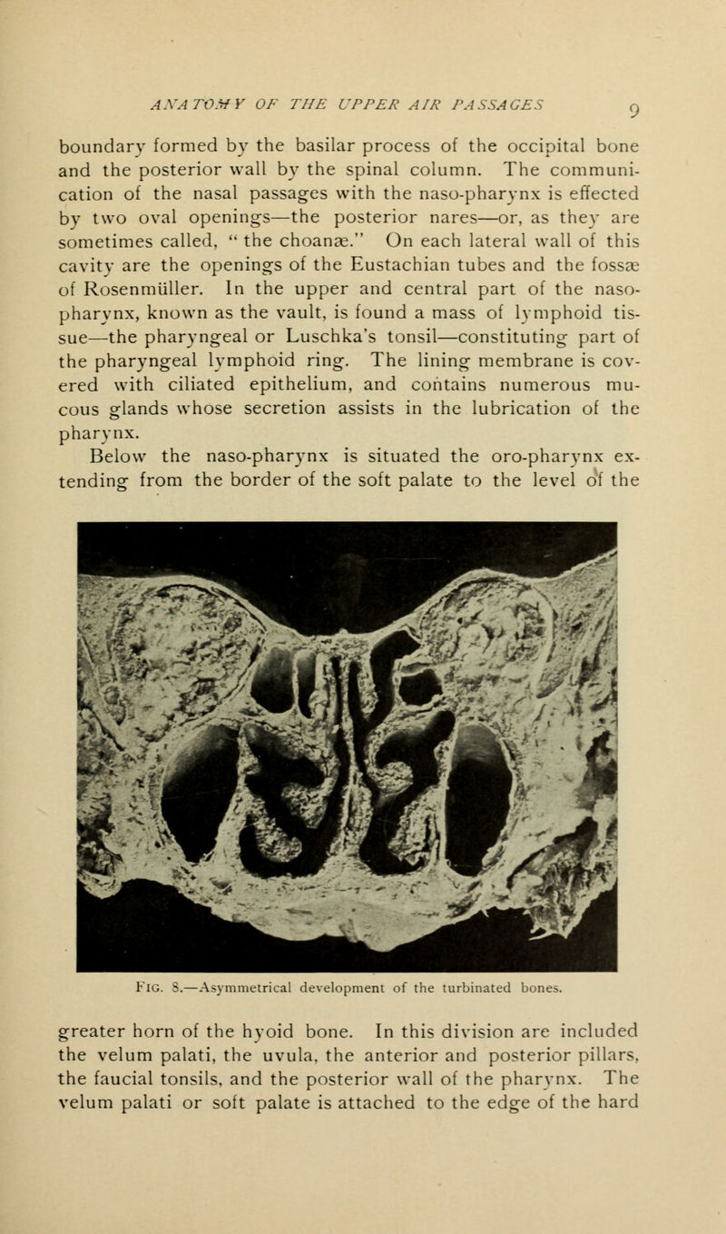 boundary formed by the basilar process of the occipital bone and the posterior wall by the spinal column. The communi- cation of the nasal passages with the nasopharynx is effected by two oval openings—the posterior nares—or, as they are sometimes called,  the choanas. On each lateral wall of this cavity are the openings of the Eustachian tubes and the fossse of Rosenmuller. In the upper and central part of the naso- pharynx, known as the vault, is found a mass of lymphoid tis- sue—the pharyngeal or Luschka's tonsil—constituting part of the pharyngeal lymphoid ring. The lining membrane is cov- ered with ciliated epithelium, and contains numerous mu- cous glands whose secretion assists in the lubrication of the pharynx. Below the naso-pharynx is situated the oro-pharynx ex- tending from the border of the soft palate to the level of the Fig. S.—Asymmetrical development of the turbinated bones. greater horn of the hvoid bone. In this division are included the velum palati, the uvula, the anterior and posterior pillars, the faucial tonsils, and the posterior wall of the pharynx. The velum palati or soft palate is attached to the edge of the hard
