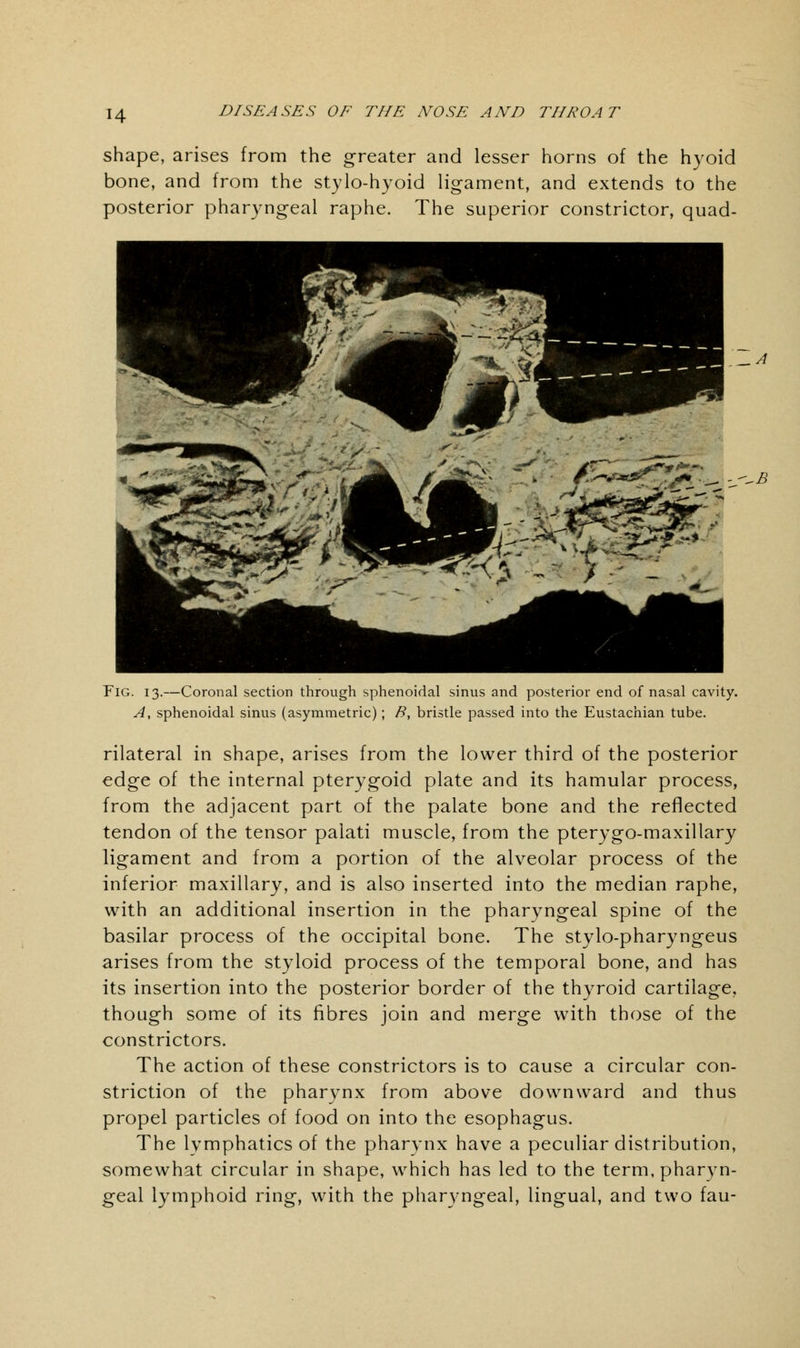 H shape, arises from the greater and lesser horns of the hyoid bone, and from the stylo-hyoid ligament, and extends to the posterior pharyngeal raphe. The superior constrictor, quad- -A ^B Fig. 13.—Coronal section through sphenoidal sinus and posterior end of nasal cavity. A, sphenoidal sinus (asymmetric); B, bristle passed into the Eustachian tube. rilateral in shape, arises from the lower third of the posterior edge of the internal pterygoid plate and its hamular process, from the adjacent part of the palate bone and the reflected tendon of the tensor palati muscle, from the pterygo-maxillary ligament and from a portion of the alveolar process of the inferior maxillary, and is also inserted into the median raphe, with an additional insertion in the pharyngeal spine of the basilar process of the occipital bone. The stylo-pharyngeus arises from the styloid process of the temporal bone, and has its insertion into the posterior border of the thyroid cartilage, though some of its fibres join and merge with those of the constrictors. The action of these constrictors is to cause a circular con- striction of the pharynx from above downward and thus propel particles of food on into the esophagus. The lymphatics of the pharynx have a peculiar distribution, somewhat circular in shape, which has led to the term, pharyn- geal lymphoid ring, with the pharyngeal, lingual, and two fau-