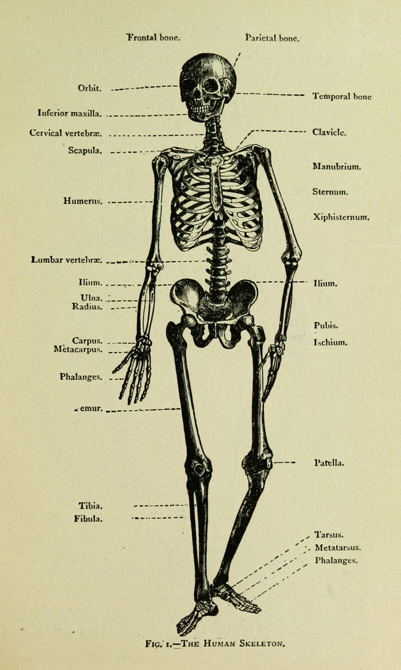 Front*! bone. Parietal bone. ~~ Temporal bone Clavicle. Patella, Tarsus. Metatarsus. Phalanges. Fig.'i.—The Human Skeleton.