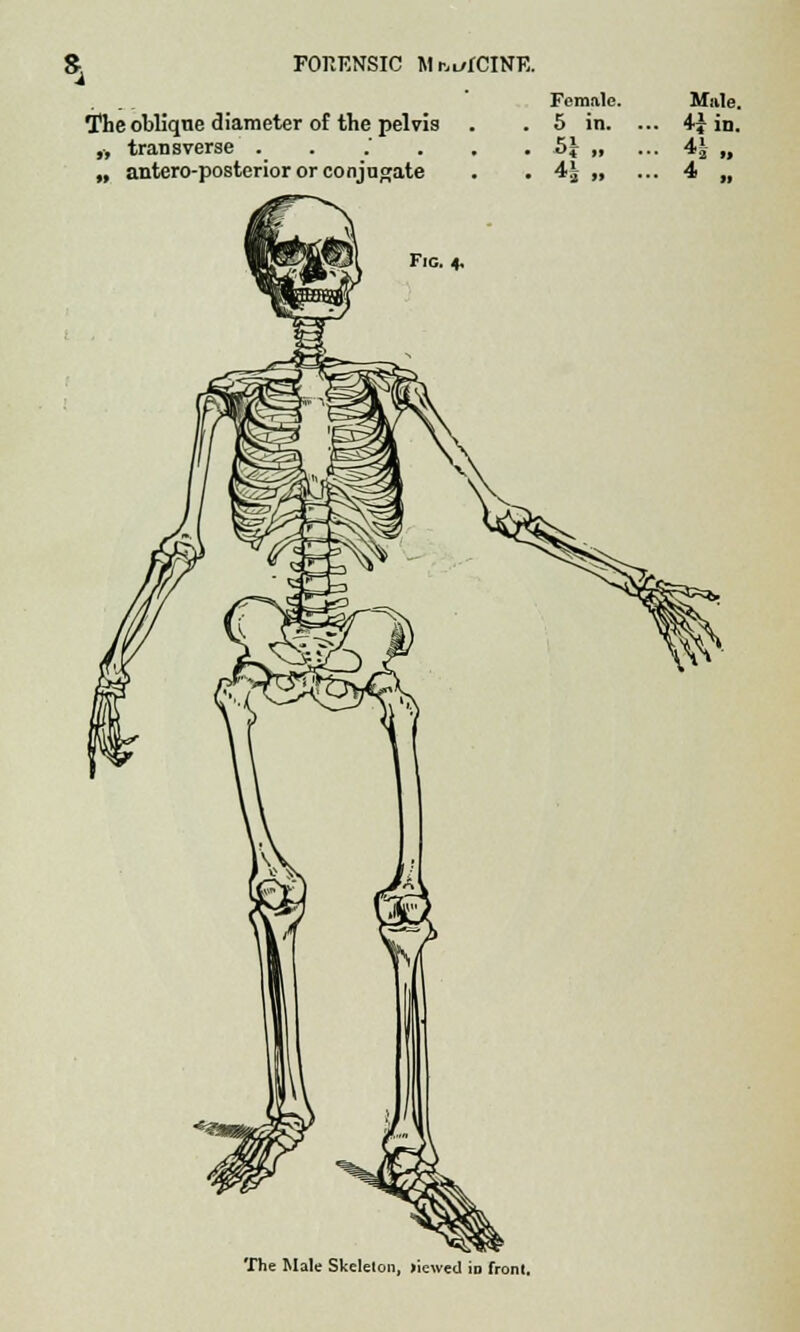 % Female. The oblique diameter of the pelvis . . 5 in. ,-, transverse . . .... 5\ „ „ antero-posterior or conjugate . . 4£ „ Fie. 4. Mule. 4iin. 41- 4 .. The Male Skeleton, >ie\ved in front.