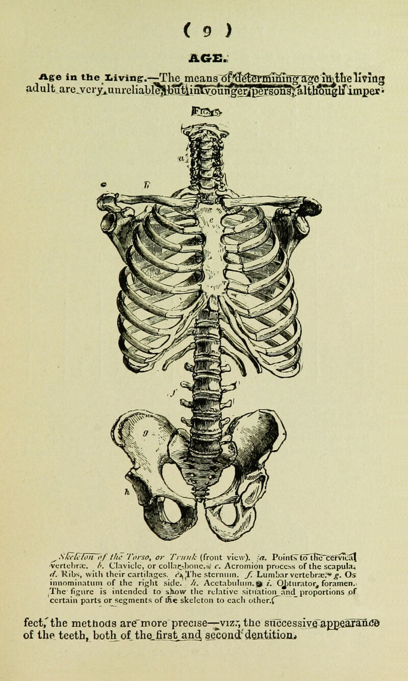 AGE, Ago in the living:.—The means;ofj6?eteTmlnTfig~3gc ia» tireliving adultare^vcry^anreliabl^bAUinr^ng^^son^altHo^irinipei- ^ Sfie it: ton flf the Torso, or Trunk (front view), [a. PointiTlo tmTcervicat ■vertebra:. _ /. Clavicle, or collat&bnnctd c. Acromion process of the scapula* </. Kibs, with their cartilages. t^The sternum. /. Lumbar vertebra::* £. Os iunnminatum of the right side. h. Acetabulum. & i. Obturator, foramen.- (The figure is intended to show the relative situation and proportions of certain parts or segments of tfte skeleton to each other.^ feet,'the methods are'rnore precise—viz.-, the siiccessiveTaggeSfani© of the teeth, bothlof,the_first_and. second'dentitioiL.