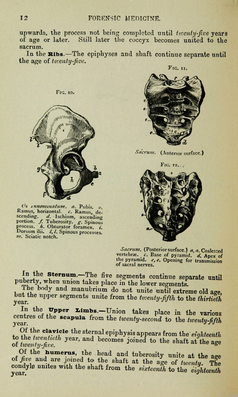 upwards, the process not being completed until twenty-five years of age or later. Still later the coccyx becomes united to tho sacrum. In the Ribs.—The epiphyses and shaft continue separate until the age of twenly-five. Fig. ii. Fro. Sacrum. (Anterior surface.) FlG. J2.. ; Oi tnnotnmatum. a. Pubis, v. Ramus, horizontal, c. Ramus, de- scending. //.Ischium, ascending portion. /. Tuberosity, g. Spinous process. _ k. Obturator foramen, j. Dorsum ilii. /, /. Spinous processes. w/. Sciatic notch. Sacrum. (Posterior surface.) a, a. Coalesced vertebrae, c. Base of pyramid, d. Apex of the pyramid. e,e. Opening for transmission of sacral nerves. In the Sternum.—The five segments continue separate until puberty when union takes place in the lower segments. Ihe body and manubrium do not unite until extreme old age. e°ar nPPeF Segments umte from the ttventy.fi/th to the thirtieth In the Upper limbs.-Union takes place in the various centres of the scapula from the twenty-second to the twenty-fi.fth hfctaST theSt6iD^ W^y™aPPeafr°mthe eighteenth oltwenfZfire becomes joined to the shaft at the age Of the humerus, the head and tuberosity unite at the age of five and are jotned to the shaft at the age of twenty The condyle omteswith the shaft from the «faJU.ffcTSfc-S