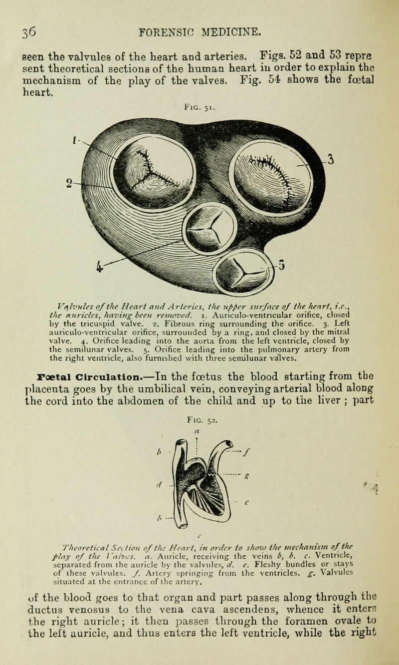 seen the valvules of the heart and arteries. Figs. 52 and 53 repre sent theoretical sections of the human heart in order to explain the mechanism of the play of the valves. Fig. 54 shows the foetal heart. Valvules of the Heart and A rterics, t/ie upper surface 0/ the heart, i.e., the auricles, having been reiuaz'ed. i. Auriculo-ventncular orifice, closed by the tricuspid valve. 2. Fibrous ring surrounding the orifice. 3. Left auriculo-ventricular orifice, surrounded by a ring, and closed by the mitral valve. 4. Orifice leading into the aorla from the left ventricle, closed by the semilunar valves. 5. Orifice leading into the pulmonary artery from the right ventricle, also furnished with three semilunar valves. Foetal Circulation.—In the foetus the blood starting from the placenta goes by the umbilical vein, conveying arterial blood along the cord into the abdomen of the child and up to the liver ; part Fig. 52, ' ! Theoretical Set. Hon of the Heart, in order to shoiu the mechanism oftlte play 0/ the Valves, a. Auricle, receiving the veins b, b. c. Ventricle, separated from the auricle by the valvules, d. e. Fleshy bundles or stays of these valvules. /. Artery springing from the ventricles, g. Valvules situated at the entrance of the artery. uf the blood goes to that organ and part passes along through the ductus venosus to the vena cava ascendens, whence it enters the right auricle; it then passes through the foramen ovale to the left auricle, and thus enters the left ventricle, while the right