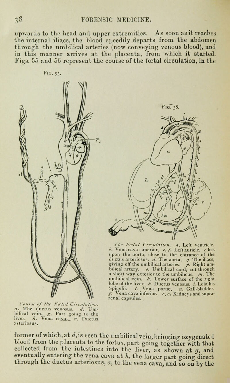 upwards to tin1 head and upper extremities. As soon as it reaches the internal ilia.es, the blood speedily departs from the abdomen through the umbilical arteries (now conveying venous blood), and in this manner arrives at the placenta, from which it started. Figs. 55 and 56 represent the course of the foetal circulation, in the Fig. 55. f IG. 56. ( omse »>/ the /fatal Chxulatiou. n. 'Jhe ductus venosus. a. I'm- hilical vein. g. Part going to the liver. /(. Vena cayaJ_ r. Ductus :n tcriosus. The I'uinl Circulation, a. Left ventricle. /■. Vena cava superior. e,f. Left auricle, r lies upon the aorta, close to the entrance of the ductus arteriosus, d. The aorta, q. The iliacs, giving off the umbilical arteries. /. Right um- bilical artery. o. Umbilical cord, cut through a short way exterior to i\\c umbilicus, til. The umbilical vein. //. Lower surface of the right lobe of the liver, k. Ductus venosus. I. Lobulns Spigclii. /. Vena porta?. », Gall-bladder. £. Vena cava inferior, c, c. Kidneys and supra- renal capsules. former of which, at rf,is seen the umbilical vein, bringing oxygenated blood from the placenta to the foetus, part going together with that collected from the intestines into the liver, as shown at g, and eventually entering the vena cava at h, the larger part going direct through the ductus arteriosus, a, to the vena cava, and so on by the