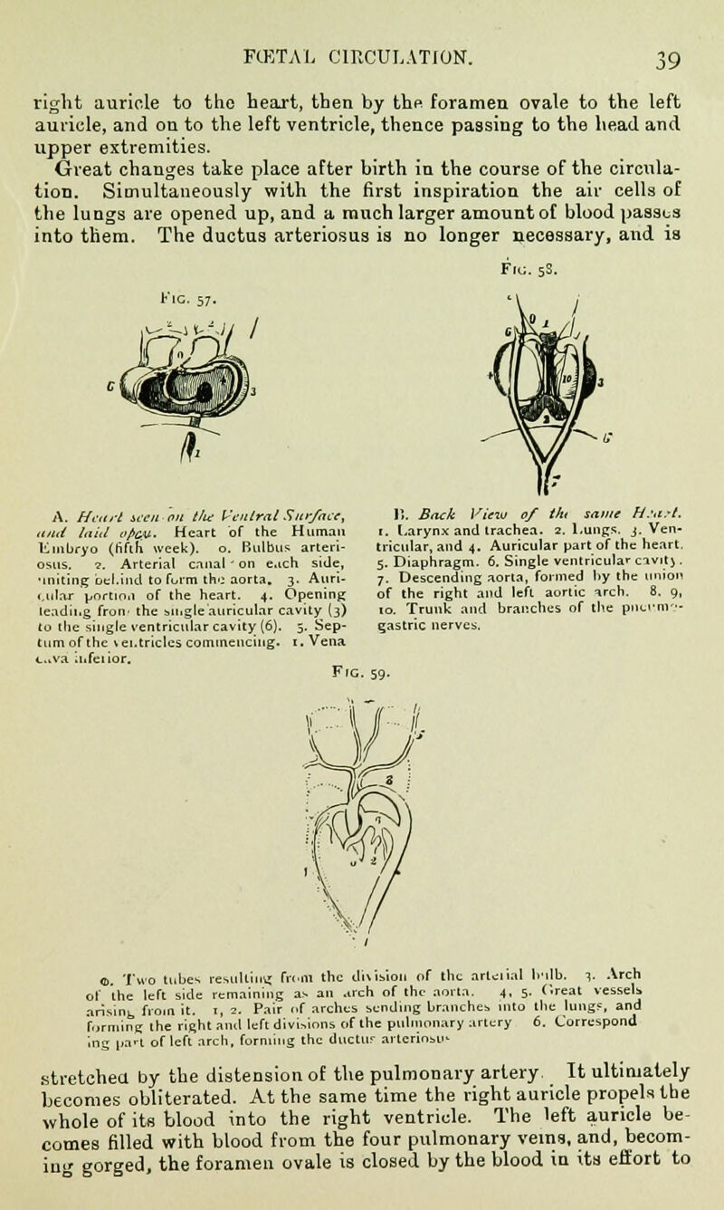 right auricle to the heart, then by thp foramen ovale to the left auricle, and on to the left ventricle, thence passing to the head and upper extremities. Great changes take place after birth in the course of the circula- tion. Simultaneously with the first inspiration the air cells of the lungs are opened up, and a much larger amount of blood passes into them. The ductus arteriosus is no longer necessary, and is Fig. 58. A. Heart seen on til* Ventral Surface, ami laid ofiev. Heart of the Human Embryo (fifth week), o. Butbus arteri- osus. 7. Arterial canal - on e.ich side, •initing oel.ind to form th'j aorta. 3. Auri- cular portion of the heart. 4. Opening leading fron> the single'auricular cavity (3) to the single ventricular cavity (6). 5. Sep- tumofthe \ ei.tricles commencing. 1. Vena c.iva inferior. Frc. 11. Back View of tht same H.'a.-t. 1. Larynx and trachea. 2. l.ungs. j. Ven- tricular, and 4. Auricular part of the heart. 5. Diaphragm. 6. Single ventricular cavitj . 7. Descending aorta, formed hy the union of the right and left aortic arch. 8. 9, 10. Trunk and branches of the pnu'.m?- gastric nerves. <&. Two tubes resulting from the division of the artenal Ivilb. •). Arch of the left side remaining a.- an arch of the aorta. 4, 5. C.reat vessels arising from it. 1, 2. Pair of arches sending branches into the lungs, and forming the right and left divisions of the pulmonary artery 6. Correspond ing pan of left arch, forming the dltctllF arteriosus stretched by the distension of the pulmonary artery Tt ultimately becomes obliterated. At the same time the right auricle propels the whole of its blood into the right ventricle. The left auricle be- comes filled with blood from the four pulmonary veins, and, becom- ing gorged, the foramen ovale is closed by the blood in its effort to