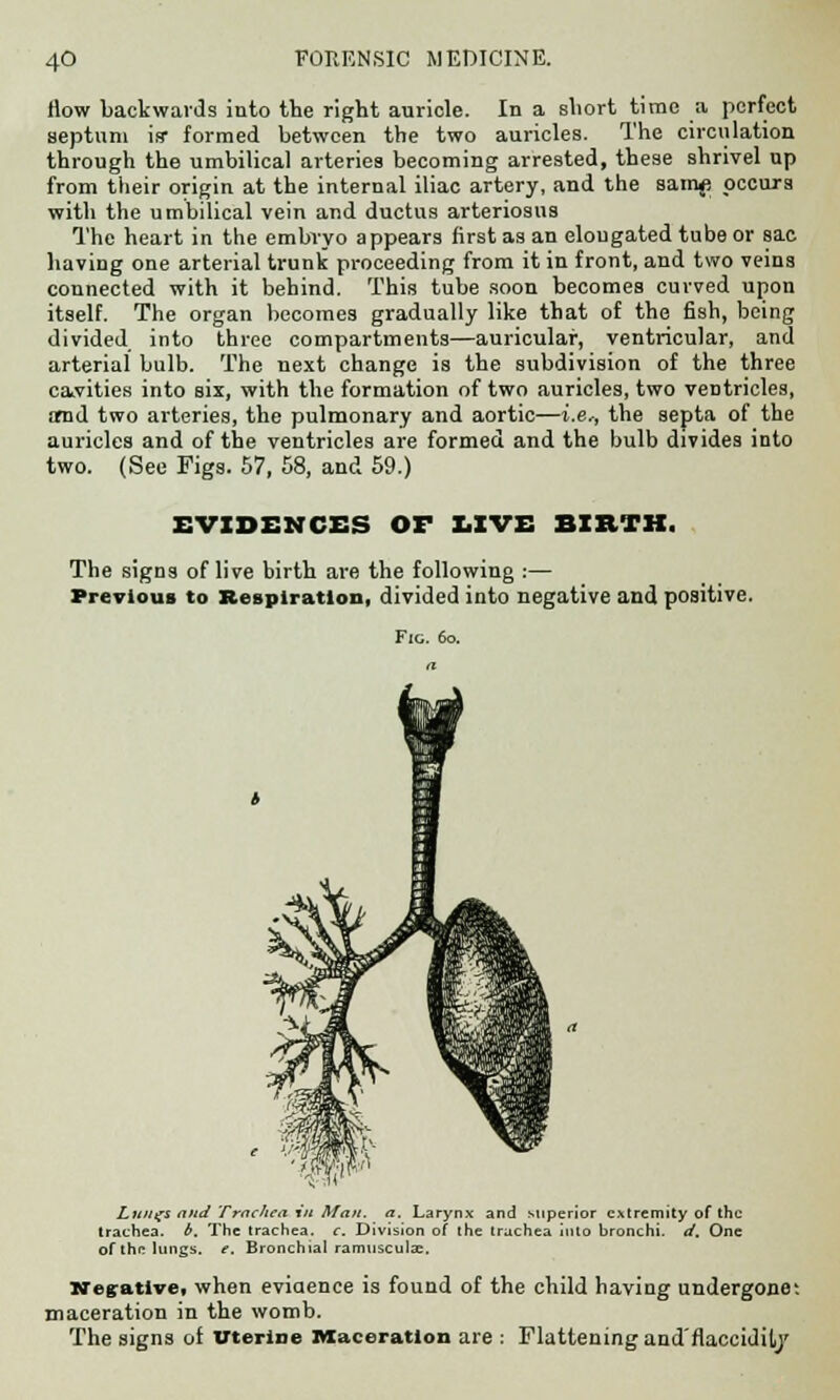 flow backwards into the right auricle. In a short time a perfect septum is- formed between the two auricles. The circulation through the umbilical arteries becoming arrested, these shrivel up from their origin at the internal iliac artery, and the samf occurs with the umbilical vein and ductus arteriosus The heart in the embryo appears first as an elougated tube or sac having one arterial trunk proceeding from it in front, and two veins connected with it behind. This tube soon becomes curved upon itself. The organ becomes gradually like that of the fish, being divided, into three compartments—auricular, ventricular, and arterial bulb. The next change is the subdivision of the three cavities into six, with the formation of two auricles, two ventricles, amd two arteries, the pulmonary and aortic—i.e., the septa of the auricles and of the ventricles are formed and the bulb divides into two. (See Figs. 57, 58, and 59.) EVIDENCES Or LIVE BIRTH. The signs of live birth are the following :— Previous to Respiration, divided into negative and positive. Fig. 6o. Lit/if* and Trachea in Man. a. Larynx and superior extremity of the trachea, b. The trachea, c. Division of the trachea into hronchi. d. One of the lungs, e. Bronchial ramusculce. Negative, when evidence is found of the child having undergone; maceration in the womb. The signs of Uterine Maceration are : Flattening and'flaccidily