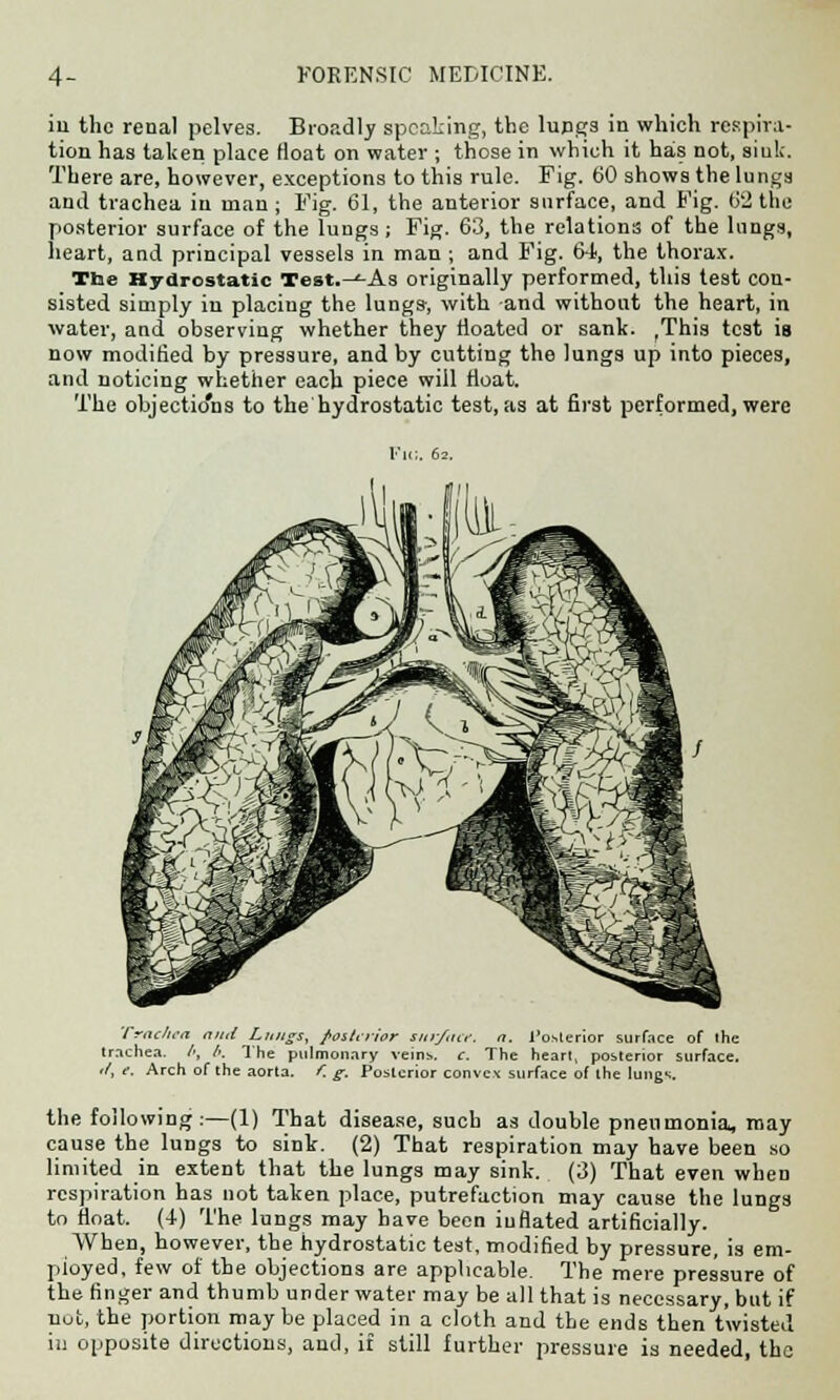 in the renal pelves. Broadly speaking, the lupgs in which respira- tion has taken place float on water ; those in which it has not, sink. There are, however, exceptions to this rule. Fig. 60 shows the lungs and trachea in man ; Fig. 61, the anterior surface, and Fig. 62 the posterior surface of the lungs ; Fig. 63, the relations of the lungs, heart, and principal vessels in man ; and Fig. 64, the thorax. The Hydrostatic Test.-^-As originally performed, this test con- sisted simply iu placing the lungs-, with and without the heart, in water, and observing whether they floated or sank. rThis test is now modified by pressure, and by cutting the lungs up into pieces, and noticing whether each piece will float. The objections to the hydrostatic test, as at first performed, were Trac/iea and Lungs, posUrior snr/ace. a. Posterior surface of the trachea. /', /». The pulmonary veins, c. The heart, posterior surface. '/, e. Arch of the aorta, f. g. Posterior convex surface of the lungs. the following:—(1) That disease, such as double pneumonia, may cause the lungs to sink. (2) That respiration may have been so limited in extent that the lungs may sink. (3) That even when respiration has not taken place, putrefaction may cause the lungs to float. (4) The lungs may have been inflated artificially. When, however, the hydrostatic test, modified by pressure, is em- ployed, few of the objections are applicable. The mere pressure of the finger and thumb under water may be all that is necessary, but if nut, the portion maybe placed in a cloth and the ends then twisted in opposite directions, and, if still further pressure is needed, the