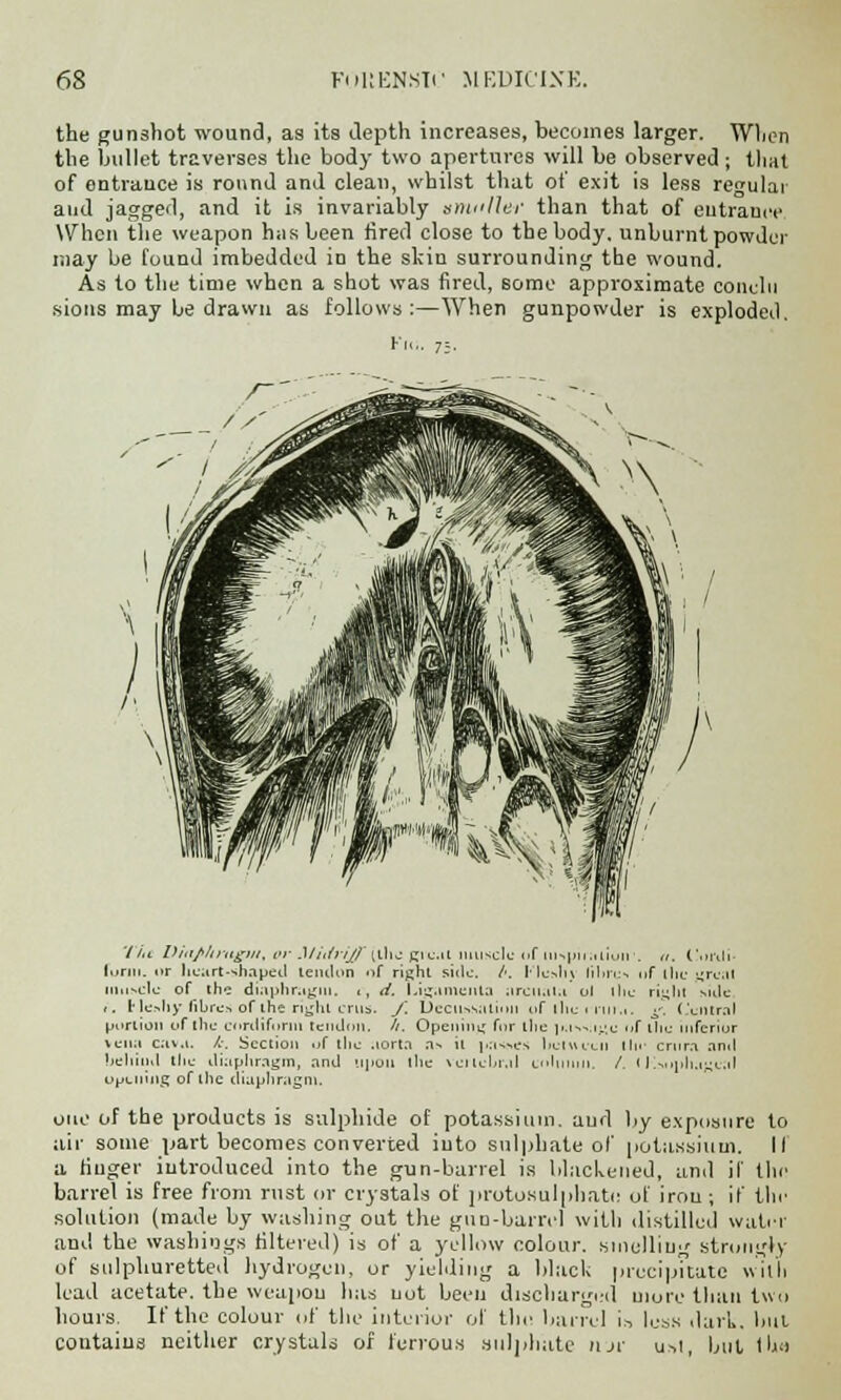 the gunshot wound, as its depth increases, becomes larger. When the bullet traverses the body two apertures will be observed; that of entrance is round and clean, whilst that of exit is less regular and jagged, and it is invariably smaller than that of entrance When the weapon has been fired close to the body, unburnt powder may be found imbedded in the slcin surrounding the wound. As to the time when a shot was fired, some approximate conclu sions may be drawn as follows:—When gunpowder is exploded. ¥><;■ 73. Tiu Diti/iltrttgm, or Midriff (the great muscle of inspiration1. */. Cordi Form, or heart-shaped tendon of right side. /■. Flesh) liln-us of the great muscle of the diaphragm, i, d. Ligaments arcnata ol the right side ,. tlesliy fibres of the right cms. /. Decussation of the itiii.i. g, Central portion of the cordiform tendon. //. Opening for the |m...il;i; of the inferior vena cava. k. Section of the aorta as it passes hctvuxn tin- crura and behind the diaphragm, and upon the vctlcbral column. /. t Ksopli.t-i.d opening of the diaphragm. one of the products is sulphide of potassium, and by exposure to air some part becomes converted into sulphate of potassium. II a finger introduced into the gun-barrel is blackened, and if thn barrel is free from rust or crystals of protosulphatc ol irou; if the solution (made by washing out the gun-barrel with distilled water and the washings filtered) is of a yellow colour, smelling strongly of sulphuretted hydrogen, or yielding a black precipitate with lead acetate, the weapon has not been discharged more than two hours. If the colour of the interior of the barrel i.s less dark. 1ml coutaius neither crystals of ferrous sulphate njr ust, hut tlm