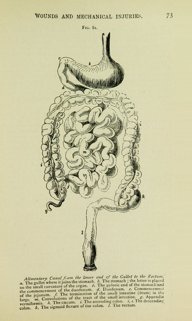 Fjg. 8i. Alimentary Canal/.om the lower end of the Gullet to the Rectum a The gullet where it joins the stomach. * The stomach ; the letter ,s p aced on the small curvature of the organ. A The pyloric end of the stomach and -commencement of the duodenum, rf Duodenum, e. Commencement of the jejunum. / The terminal.on of the sllia intestine (ileum) ,n the faree. m Convolutions of the tract of the smal intestine .f. Appendix IfJSifnrmis /i The cascuni. i. The ascending colon. ;, i. The descending couin X The sigmoid flexure of the colon. /. The rectum.