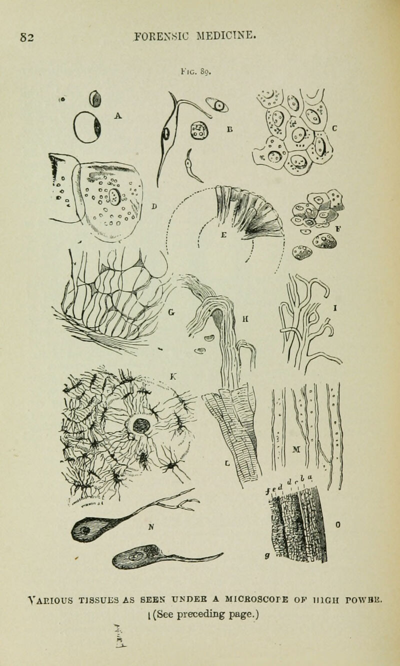 Kic. I VAEIOUS TISSUES AS SEES UNDEB A MICBOSCOrE OP HIGH POWBK. 1 (See preceding page.)