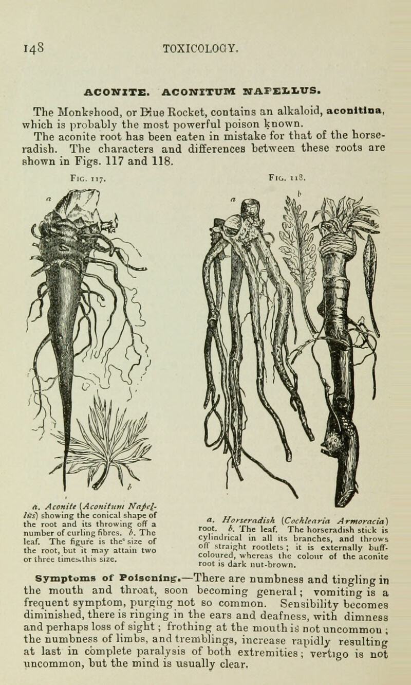 ACONITE. ACONXTUM NAPEI1VS, The Monkshood, or Blue Rocket, contains an alkaloid, aconltioa, which is probably the most powerful poison known. The aconite root has been eaten in mistake for that of the horse- radish. The characters and differences between these roots are shown in Figs. 117 and 118. rt. Aconite [Acomtujn Napcl- itis) showing the conical shape of the root and its throwing off a number of curling fibres, b. The leaf. The figure is the1 size of the root, but it may attain two or three timesslhis size. a. Horseradish [Cochlenria Armoracia) root. b. The leaf. The horseradish stick is cylindrical in all its branches, and throws off straight rootlets ; it is externally buff- coloured, whereas the colour of the aconite root is dark nut-brown. Symptoms of Poisoning.—There are numbness and tingling in the mouth and throat, soon becoming general; vomiting is a frequent symptom, purging not so common. Sensibility becomes diminished, there is ringing in the ears and deafness, with dimness and perhaps loss of sight; frothing at the mouth is not uncommou ; the numbness of limbs, and tremblings, increase rapidly resulting at last in complete paralysis of both extremities; vertigo is not uncommon, but the mind is usually clear.
