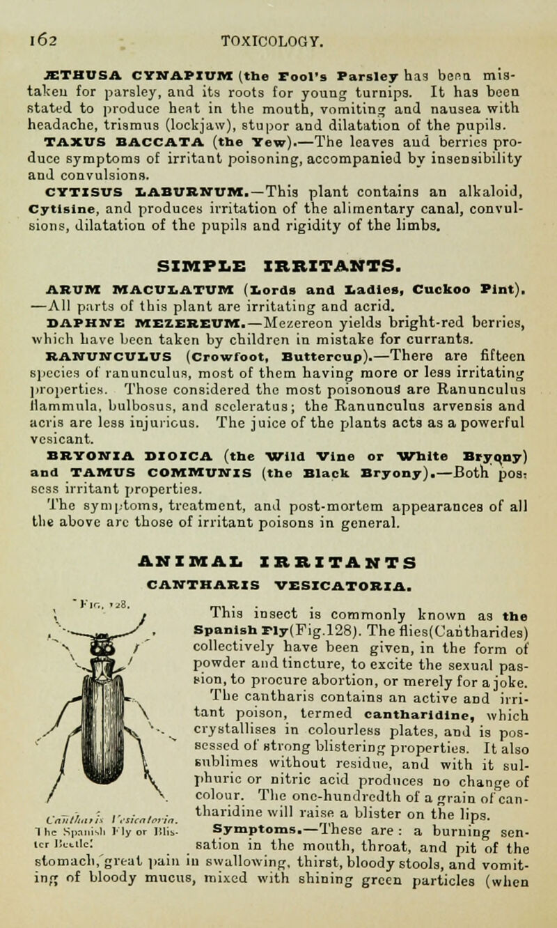 JETHUSA cynapium (the Fool's Parsley has I i mis- taken for parsley, and its roots for young turnips. It has been stated to produce heat in the mouth, vomiting and nausea with headache, trismus (lockjaw), stupor and dilatation of the pupils. taxus baccata (the Yew).—The leaves and berries pro- duce symptoms of irritant poisoning, accompanied by insensibility and convulsions. cytisus laburnum.—This plant contains an alkaloid, Cytisine, and produces irritation of the alimentary canal, convul- sions, dilatation of the pupils and rigidity of the limbs. SIMPLE IRRITANTS. ARUM MACVLATVH (Lords and Ladies, Cuckoo Pint). —All parts of this plant are irritating and acrid. DAPHNE MEZEREUM.—Mezereon yields bright-red berries, which have been taken by children in mistake for currants. ranunculus (Crowroot, Buttercup).—There are fifteen species of ranunculus, most of them having more or leas irritating properties. Those considered the most poisonous are Ranunculus llammula, bulbosus, and sccleratus; the Ranunculus arvensis and acris are less injurious. The juice of the plants acts as a powerful vesicant. BRYONIA DIOICA (the Wild Vine or White Bryony) and IAMBS COMMUNIS (the Black Bryony).—Both pos: scss irritant properties. The symptoms, treatment, and post-mortem appearances of all the above arc those of irritant poisons in general. ANIMAL IRRITANTS CANTHARIS VESICATORIA. Kir. This insect is commonly known as the Spanish Fly(Fig.l28). The flies(Cantharides) collectively have been given, in the form of powder and tincture, to excite the sexual pas- sion, to procure abortion, or merely for a joke. The cantharis contains an active aDd irri- tant poison, termed cantharidine, which crystallises in colourless plates, and is pos- sessed of strong blistering properties. It also sublimes without residue, and with it sul- phuric or nitric acid produces no change of colour. The one-hundredth of a grain of can- tharidine will raise a blister on the lips. Symptoms.—These are : a burning sen- sation in the mouth, throat, and pit of the stomach.'greal pain in swallowing, thirst, bloody stools, and vomit- ing of bloody mucus, mixed with shining green particles (when Ctiiit/intii I 't'ticaloria, The Spanish !• ly or Hlis tcr ISctllcl