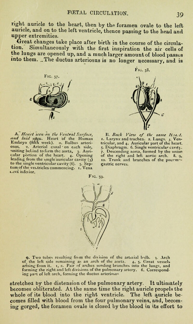 right auricle to the heart, then by the foramen ovale to the left auricle, and on to the left ventricle, thence passing to the head and upper extremities. m Great changes take place after birth in the course of the circula- tion. Simultaneously with the first inspiration the air cells of the lungs are opened up, and a much larger amount of blood passes into them. _The ductus arteriosus is no longer necessary, and is Fig. 57. Fig. 58. A. Heart wen on tlm Ventral Surface, and laitl ofcv. Heart of the I In man Embryo (fifth week), o. Bulbus arteri- osus. ■?. Arterial canal' on each side, uniting bel.ind to form the aorta, 3. Auri- cular portion of the heart. 4. Opening leadii.g from the hingleauriculnr cavity (3) to the single ventricular cavity (6). 5. Sep- tumof the vei.tricles commencing, i. Vena cava infettor. Frc. 11. Back View 0/ tkr same Hsa.-t. 1. Larynx and trachea. 2. Lungs. 3. Ven- tricular, and 4. Auricular part of the heart. 5. Diaphragm. 6. Single ventricular civit) . 7. Descending aorta, formed by the union of the right and left aortic arch. 8. 9, 10. Trunk and branches of the pnccni- gastric nerves. *S). Two tubes resulting fri.m the division of the arteiial b*ilb. 3. Arch of the left side remaining as an arch of the aorta. 4, 5. Great vessels arising from it. 1, 2. Pair of arches sending branches into the lungs, and farming the right and left divisions of the pulmonary artery. 6. Correspond- ing pa«-t of left arch, forming the ductus arteriosus stretched by the distension of the pulmonary artery, It ultimately becomes obliterated. At the same time the right auricle propels the whole of its blood into the right ventricle. The left auricle be- comes filled with blood from the four pulmonary veins, and, becom- ing gorged, the foramen ovale is closed by the blood in its effort to