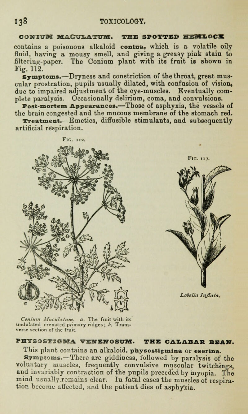 CONIUM MACUIiATOTtt. TEE SPOTTED ESMI.OCI contains a poisonous alkaloid conlna, which is a volatile oily fluid, having a mousy smell, and giving a greasy pink stain to filtering-paper. The Conium plant with its fruit is shown in Fig. 112. Symptoms.—Dryness and constriction of the throat, great mus- cular prostration, pupils usually dilated, with confusion of vision, due to impaired adjustment of the oye-muscles. Eventually com- plete paralysis. Occasionally delirium, coma, and convulsions. Post-mortem Appearances.—Those of asphyxia, the vessels of the brain congested and the mucous membrane of the stomach red. Treatment.—Emetics, diffusible stimulants, and subsequently artificial respiration. Fig. ii?. Lobelitt Injlata. Conium M<iculiit7im. a. The fruit with its undulated crenatcd primary ridges; b. Trans- verse section of the fruit. PHYSOSTIGMA VESJENOSUIVI. TEE CALABAR BEAK. This plant contains an alkaloid, ptaysostlgmina or eserina. Symptoms.—There are giddiness, followed by paralysis of the voluntary muscles, frequently convulsive muscular twitchings, and invariably contraction of the pupils preceded by myopia. The mind usually remains clear. In fatal cases the muscles of respira- tion become affected, and the patient dies of asphyxia.