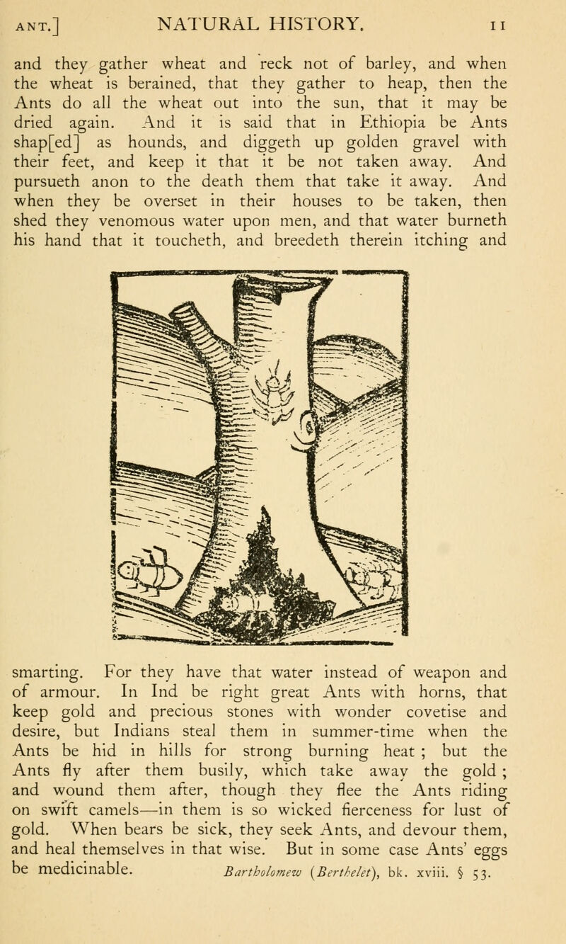 and they gather wheat and reck not of barley, and when the wheat is berained, that they gather to heap, then the Ants do all the wheat out into the sun, that it may be dried again. And it is said that in Ethiopia be Ants shap[ed] as hounds, and diggeth up golden gravel with their feet, and keep it that it be not taken away. And pursueth anon to the death them that take it away. And when they be overset in their houses to be taken, then shed they venomous water upon men, and that water burneth his hand that it toucheth, and breedeth therein itching and smarting. For they have that water instead of weapon and of armour. In Ind be right great Ants with horns, that keep gold and precious stones with wonder covetise and desire, but Indians steal them in summer-time when the Ants be hid in hills for strong burning heat ; but the Ants fly after them busily, which take away the gold ; and wound them after, though they flee the Ants riding on swift camels—in them is so wicked fierceness for lust of gold. When bears be sick, they seek Ants, and devour them, and heal themselves in that wise. But in some case Ants' eggs be medicinable. Bartholometv {BertMet), bk. xviii. § 53.