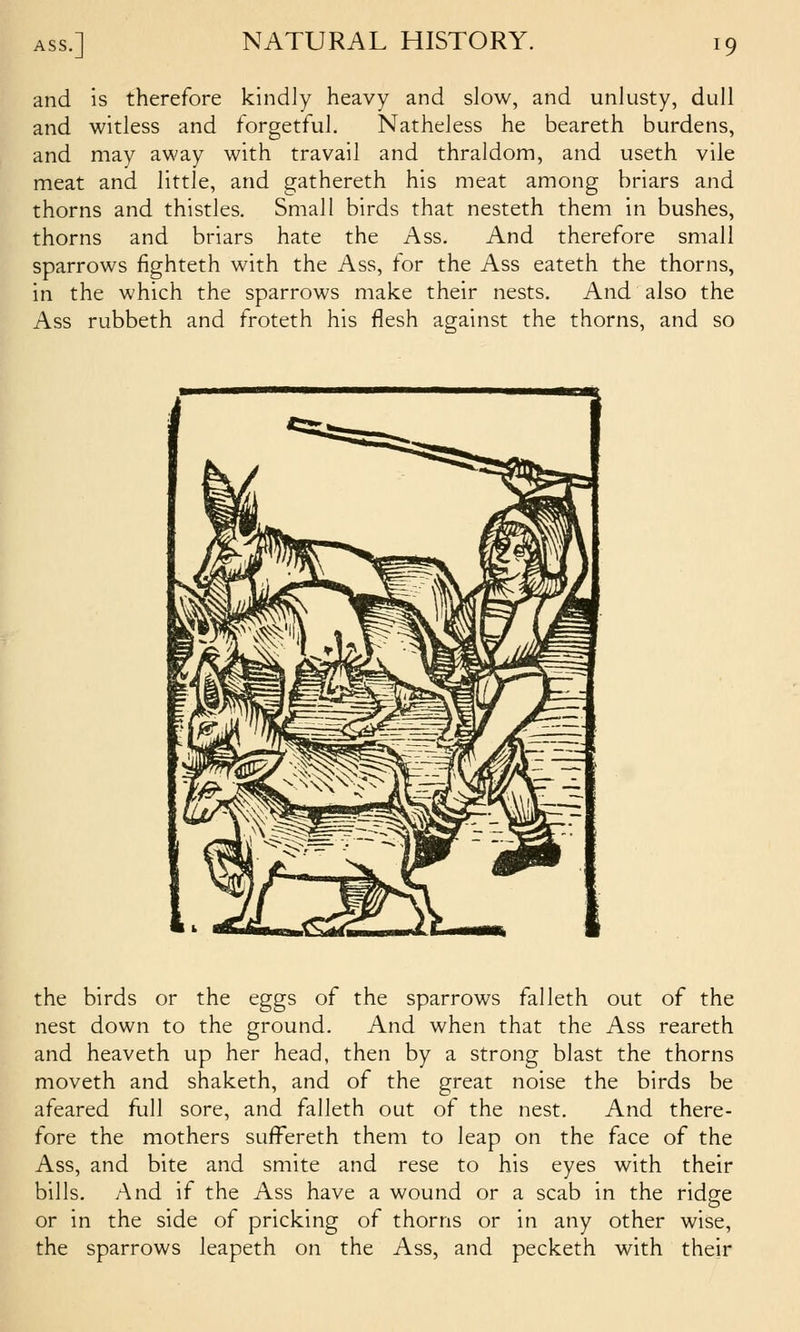 and is therefore kindly heavy and slow, and unlusty, dull and witless and forgetful. Natheless he beareth burdens, and may away with travail and thraldom, and useth vile meat and little, and gathereth his meat among briars and thorns and thistles. Small birds that nesteth them in bushes, thorns and briars hate the Ass. And therefore small sparrows fighteth with the Ass, for the Ass eateth the thorns, in the which the sparrows make their nests. And also the Ass rubbeth and froteth his flesh against the thorns, and so the birds or the eggs of the sparrows falleth out of the nest down to the ground. And when that the Ass reareth and heaveth up her head, then by a strong blast the thorns moveth and shaketh, and of the great noise the birds be afeared full sore, and falleth out of the nest. And there- fore the mothers suffereth them to leap on the face of the Ass, and bite and smite and rese to his eyes with their bills. And if the Ass have a wound or a scab in the ridge or in the side of pricking of thorns or in any other wise, the sparrows leapeth on the Ass, and pecketh with their