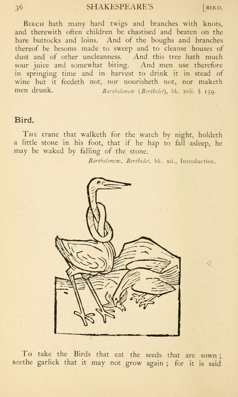 Birch hath many hard twigs and branches with knots, and therewith often children be chastised and beaten on the bare buttocks and loins. And of the boughs and branches thereof be besoms made to sweep and to cleanse houses of dust and of other uncleanness. And this tree hath much sour juice and somewhat biting. And men use therefore in springing time and in harvest to drink it in stead of wine but it feedeth not, nor nourisheth not, nor maketh men drunk. Barthlomczv {Berthdet), bk. xvii. § 159. Bird. The crane that walketh for the watch by night, holdeth a little stone in his foot, that if he hap to fall asleep, he may be waked by falling of the stone. Bartholomew, Berthdet, bk. xii., Introduction. To take the Birds that eat the seeds that are sown ; seethe garlick that it may not grow again ; for it is said