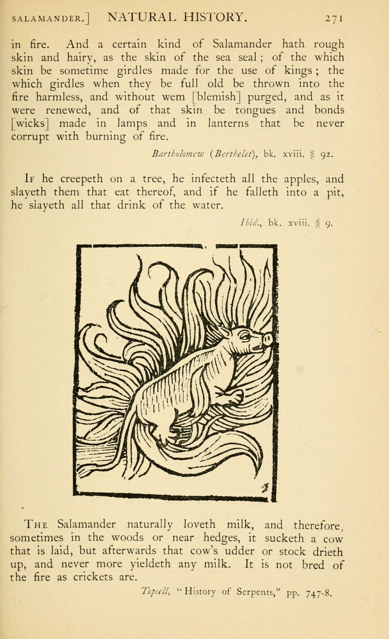 in fire. And a certain kind of Salamander hath rough skin and hairy, as the skin of the sea seal ; of the which skin be sometime girdles made for the use of kings; the which girdles when they be full old be thrown into the fire harmless, and without wem [blemish] purged, and as it were renewed, and of that skin be tongues and bonds [wicks] made in lamps and in lanterns that be never corrupt with burning of fire. Barthohiticzc {Berthelet), bk. xviii. 5^ 92. If he creepeth on a tree, he infecteth all the apples, and slayeth them that eat thereof, and if he falleth into a pit, he siayeth all that drink of the water. Ibid., bk. xviii. ,^ 9. The Salamander naturally loveth milk, and therefore, sometimes in the woods or near hedges, it sucketh a cow that is laid, but afterwards that cow's udder or stock drieth up, and never more yieldeth any milk. It is not bred of the fire as crickets are. Topscll, '• History of Serpents, pp. 747-8.