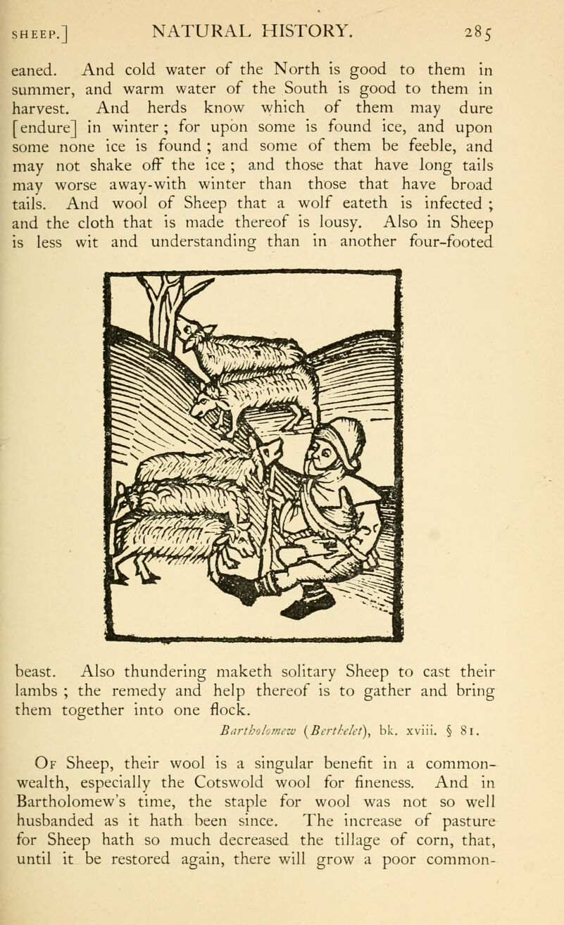 eaned. And cold water of the North is good to them in summer, and warm water of the South is good to them in harvest. And herds know which of them may dure [endure] in winter ; for upon some is found ice, and upon some none ice is found ; and some of them be feeble, and may not shake off the ice ; and those that have long tails may worse away-with winter than those that have broad tails. And wool of Sheep that a wolf eateth is infected ; and the cloth that is made thereof is lousy. Also in Sheep is less wit and understanding than in another four-footed beast. Also thundering maketh solitary Sheep to cast their lambs ; the remedy and help thereof is to gather and bring them together into one flock. Bartholomew I^Bcrthelct), bk. xviii. § 81. Of Sheep, their wool is a singular benefit in a common- wealth, especially the Cotswold wool for fineness. And in Bartholomew's time, the staple for wool was not so well husbanded as it hath been since. The increase of pasture for Sheep hath so much decreased the tillage of corn, that, until it be restored again, there will grow a poor common-