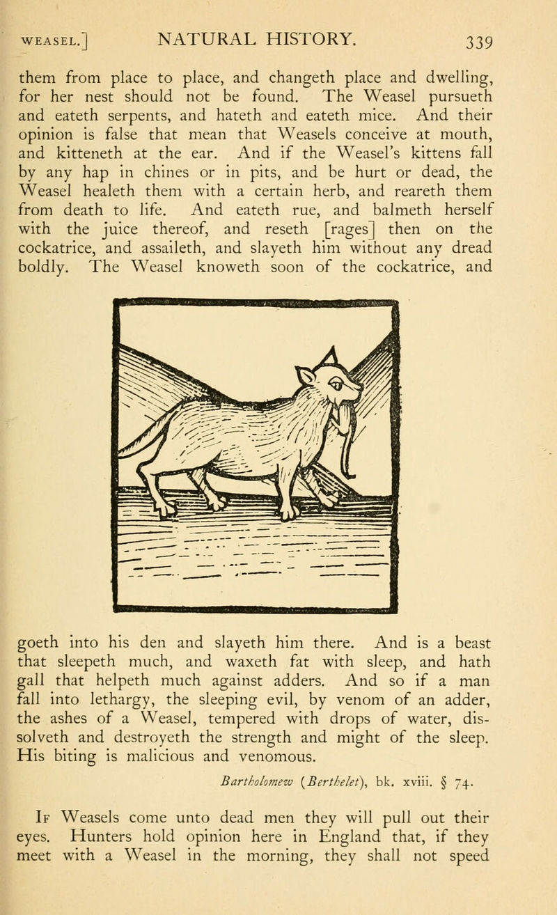 them from place to place, and changeth place and dwelling, for her nest should not be found. The Weasel pursueth and eateth serpents, and hateth and eateth mice. And their opinion is false that mean that Weasels conceive at mouth, and kitteneth at the ear. And if the Weasel's kittens fall by any hap in chines or in pits, and be hurt or dead, the Weasel healeth them with a certain herb, and reareth them from death to life. And eateth rue, and balmeth herself with the juice thereof, and reseth [rages] then on the cockatrice, and assaileth, and slayeth him without any dread boldly. The Weasel knoweth soon of the cockatrice, and goeth into his den and slayeth him there. And is a beast that sleepeth much, and waxeth fat with sleep, and hath gall that helpeth much against adders. And so if a man fall into lethargy, the sleeping evil, by venom of an adder, the ashes of a Weasel, tempered with drops of water, dis- solveth and destroyeth the strength and might of the sleep. His biting is malicious and venomous. Bartholomezv [Berthlet), bk. xviii. § 74. If Weasels come unto dead men they will pull out their eyes. Hunters hold opinion here in England that, if they meet with a Weasel in the morning, they shall not speed
