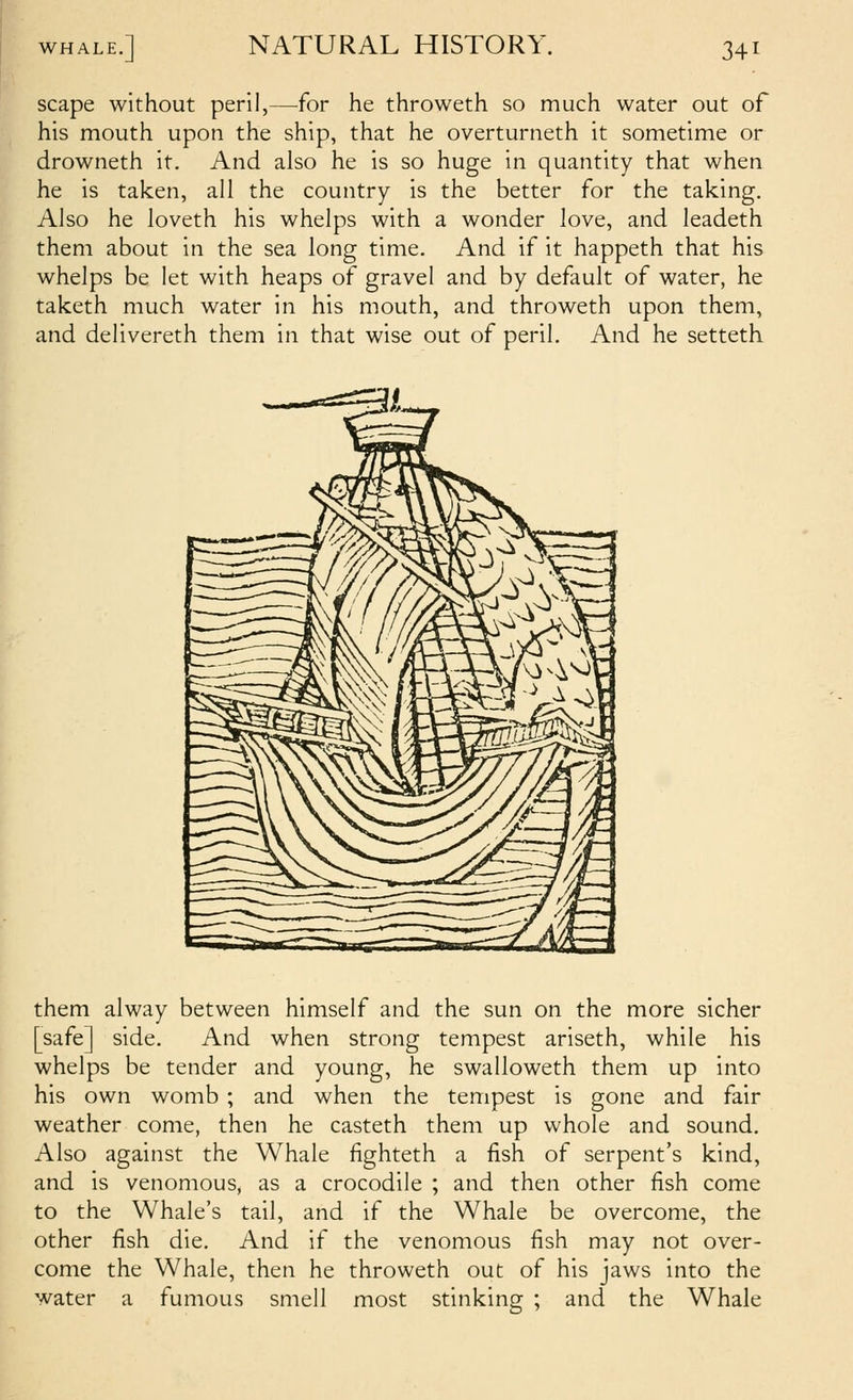 scape without peril,—for he throweth so much water out of his mouth upon the ship, that he overturneth it sometime or drowneth it. And also he is so huge in quantity that when he is taken, all the country is the better for the taking. Also he loveth his whelps with a wonder love, and leadeth them about in the sea long time. And if it happeth that his whelps be let with heaps of gravel and by default of water, he taketh much water in his mouth, and throweth upon them, and delivereth them in that wise out of peril. And he settetK them alway between himself and the sun on the more sicher [safe] side. And when strong tempest ariseth, while his whelps be tender and young, he swalloweth them up into his own womb ; and when the tempest is gone and fair weather come, then he casteth them up whole and sound. Also against the Whale fighteth a fish of serpent's kind, and is venomous, as a crocodile ; and then other fish come to the Whale's tail, and if the Whale be overcome, the other fish die. And if the venomous fish may not over- come the Whale, then he throweth out of his jaws into the water a fumous smell most stinking ; and the Whale