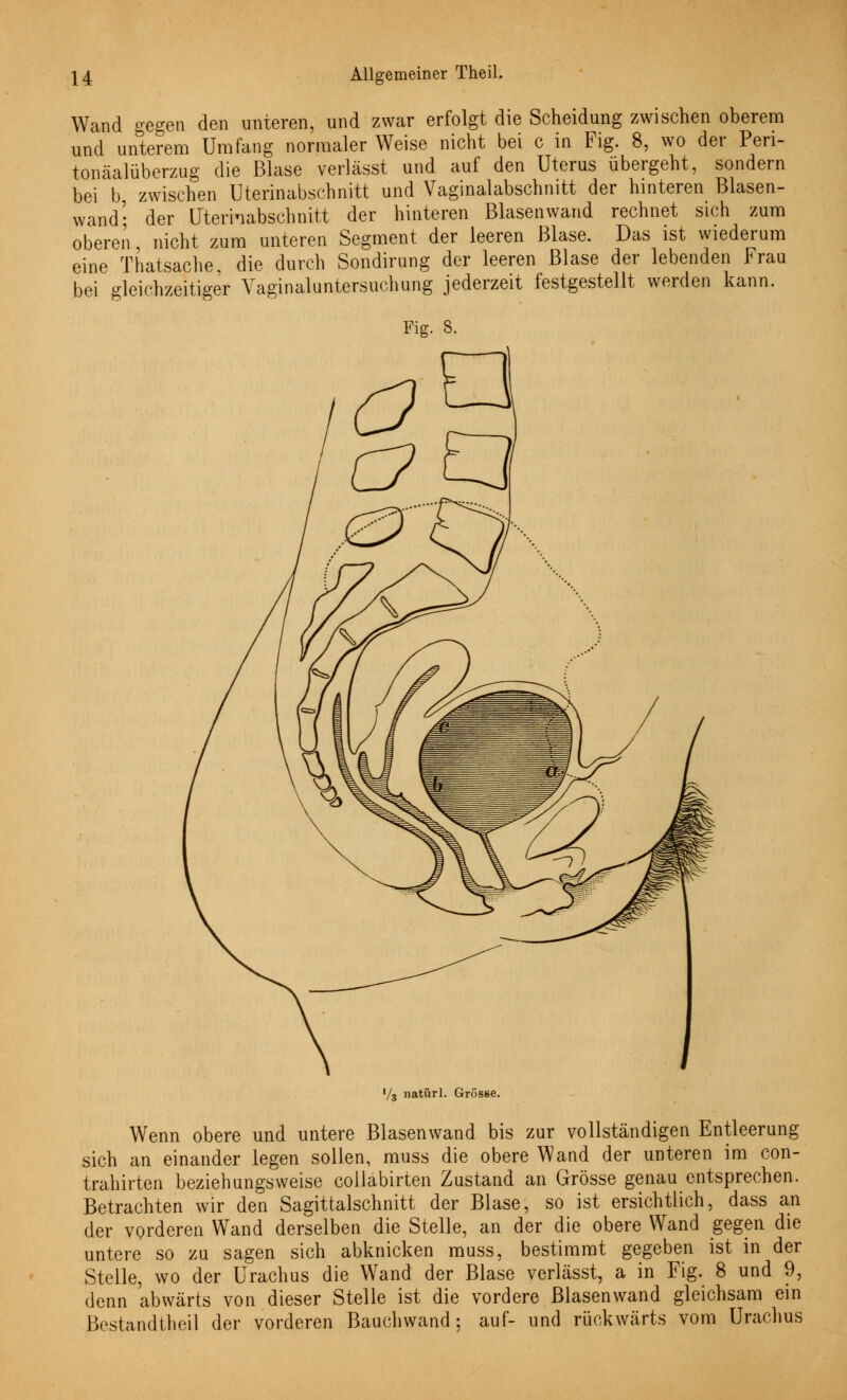 Wand gegen den unteren, und zwar erfolgt die Scheidung zwischen oberem und unterem Umfang normaler Weise nicht bei c in Fig. 8, wo der Peri- tonäalüberzug die Blase verlässt und auf den Uterus übergeht, sondern bei b zwischen Uterinabschnitt und Vaginalabschnitt der hinteren Blasen- wand; der Uterinabschnitt der hinteren Blasenwand rechnet sich zum oberen nicht zum unteren Segment der leeren Blase. Das ist wiederum eine Thatsache, die durch Sondirung der leeren Blase der lebenden Frau bei gleichzeitiger Vaginaluntersuchung jederzeit festgestellt werden kann. Fig. 8. '/s natürl. Grösse. Wenn obere und untere Blasenwand bis zur vollständigen Entleerung sich an einander legen sollen, muss die obere Wand der unteren im con- trahirten beziehungsweise collabirten Zustand an Grösse genau entsprechen. Betrachten wir den Sagittalschnitt der Blase, so ist ersichtlich, dass an der vorderen Wand derselben die Stelle, an der die obere Wand gegen die untere so zu sagen sich abknicken muss, bestimmt gegeben ist in der Stelle, wo der Urachus die Wand der Blase verlässt, a in Fig. 8 und 9, denn abwärts von dieser Stelle ist die vordere Blasenwand gleichsam ein Bestandteil der vorderen Bauchwand; auf- und rückwärts vom Urachus