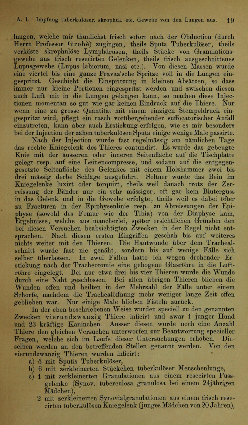 lungen, welche mir thunlichst frisch sofort nach der Obduction (durch Herrn Professor Grohe) zugingen, theils Sputa Tuberkulöser, theils verkäste skrophulöse Lymphdrüsen, theils Stücke von Granulations- gewebe aus frisch resecirten Gelenken, theils frisch ausgeschnittenes Lupusgewebe (Lupus labiorum, nasi etc.). Von diesen Massen wurde eine viertel bis eine ganze Pravaz'sche Spritze voll in die Lungen ein- gespritzt. Geschieht die Einspritzung in kleinen Absätzen, so dass immer nur kleine Portionen eingespritzt werden und zwischen diesen auch Luft mit in die Lungen gelangen kann, so machen diese Injec- tionen momentan so gut wie gar keinen Eindruck auf die Thiere. Nur wenn eine zu grosse Quantität mit einem einzigen Stempeldruck ein- gespritzt wird, pflegt ein rasch vorübergehender suffocatorischer Anfall einzutreten, kann aber auch Erstickung erfolgen, wie es mir besonders bei der Injection der zähen tuberkulösen Sputa einige wenige Male passirte. Nach der Injection wurde fast regelmässig am nämlichen Tage das rechte Kniegelenk des Thieres contundirt. Es wurde das gebeugte Knie mit der äusseren oder inneren Seitenfläche auf die Tischplatte gelegt resp. auf eine Leinencompresse, und sodann auf die entgegen- gesetzte Seitenfläche des Gelenkes mit einem Holzhammer zwei bis drei massig derbe Schläge ausgeführt. Seltner wurde das Bein im Kniegelenke luxirt oder torquirt, theils weil danach trotz der Zer- reissung der Bänder nur ein sehr massiger, oft gar kein Bluterguss in das Gelenk und in die Gewebe erfolgte, theils weil es dabei öfter zu Fracturen in der Epiphysenlinie resp. zu Abreissungen der Epi- physe (sowohl des Femur wie der Tibia) von der Diaphyse kam, Ergebnisse, welche aus mancherlei, später ersichtlichen Gründen den bei diesen Versuchen beabsichtigten Zwecken in der Regel nicht ent- sprachen. Nacli diesen ersten Eingriffen geschah bis auf weiteres nichts weiter mit den Thieren. Die Hautwunde über dem Tracheal- schnitt wurde fast nie genäht, sondern bis auf wenige Fälle sich selber überlassen. In zwei Fällen hatte ich wegen drohender Er- stickung nach der Tracheotomie eine gebogene Glasröhre in die Luft- röhre eingelegt. Bei nur etwa drei bis vier Thieren wurde die Wunde durch eine Naht geschlossen. Bei allen übrigen Thieren blieben die Wunden offen und heilten in der Mehrzahl der Fälle unter einem Schorfe, nachdem die Trachealöffnung mehr weniger lange Zeit offen geblieben war. Nur einige Male blieben Fisteln zurück. In der eben beschriebenen Weise wurden speciell zu den genannten Zwecken vierundzwanzig Thiere inficirt und zwar 1 junger Hund und 23 kräftige Kaninchen. Ausser diesen wurde noch eine Anzahl Thiere den gleichen Versuchen unterworfen zur Beantwortung specieller Fragen, welche sich im Laufe dieser Untersuchungen erhoben. Die- selben werden an den betreffenden Stellen genannt werden. Von den vierundzwanzig Thieren wurden inficirt: a) 5 mit Sputis Tuberkulöser, b) 6 mit zerkleinerten Stückchen tuberkulöser Menschenlunge, c) 1 mit zerkleinerten Granulationen aus einem resecirten Fuss- gelenke (Synov. tuberculosa granulosa bei einem 24jährigen Mädchen), 2 mit zerkleinerten Synovialgranulationen aus einem frisch rese- cirten tuberkulösen Kniegelenk (junges Mädchen von 20 Jahren),