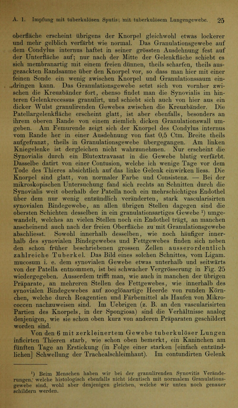 Oberfläche erscheint übrigens der Knorpel gleichwohl etwas lockerer und mehr gelblich verfärbt wie normal. Das Grauulationsgewebe auf dem Condylus internus haftet in seiner grössten Ausdehnung fest auf der Unterfläche auf; nur nach der Mitte der Gelenkfläche schiebt es sich membranartig mit einem freien dünnen, theils scharfen, theils aus- gezackten Randsaume über den Knorpel vor, so dass man hier mit einer feinen Sonde ein wenig zwischen Knorpel und Granulationssaum ein- «dringen kann. Das Granulationsgewebe setzt sich von vornher zwi- schen die Kreuzbänder fort, ebenso findet man die Synovialis im hin- teren Gelenkrecessus granulirt, und schiebt sich auch von hier aus ein dicker Wulst granulirenden Gewebes zwischen die Kreuzbänder. Die Patellargelenkfläche erscheint glatt, ist aber ebenfalls, besonders an ihrem oberen Rande von einem ziemlich dicken Granulationswall um- geben. Am Femurende zeigt sich der Knorpel des Condylus internus vom Rande her in einer Ausdehnung von fast 0,5 Ctm. Breite theils aufgefranzt, theils in Granulationsgewebe übergegangen. Am linken Kniegelenke ist dergleichen nicht wahrzunehmen. Nur erscheint die Synovialis durch ein Blutextravasat in die Gewebe blutig verfärbt. Dasselbe datirt von einer Contusion, welche ich wenige Tage vor dem Tode des Thieres absichtlich auf das linke Gelenk einwirken Hess. Die Knorpel sind glatt, von normaler Farbe und Consistenz. — Bei der mikroskopischen Untersuchung fand sich rechts an Schnitten durch die Synovialis weit oberhalb der Patella noch ein mehrschichtiges Endothel über dem nur wenig entzündlich veränderten, stark vascularisirten synovialen Bindegewebe, an allen übrigen Stellen dagegen sind die obersten Schichten desselben in ein granulationsartiges Gewebe *) umge- wandelt, welches an vielen Stellen noch ein Endothel trägt, an manchen anscheinend auch nach der freien Oberfläche zu mit Granulationsgewebe abschliesst. Sowohl innerhalb desselben, wie noch häufiger inner- halb des synovialen Bindegewebes und Fettgewebes finden sich neben den schon früher beschriebenen grossen Zellen ausserordentlich zahlreiche Tuberkel. Das Bild eines solchen Schnittes, vom Ligam. mucosum i. e. dem synovialen Gewebe etwas unterhalb und seitwärts von der Patella entnommen, ist bei schwacher Vergrösserung in Fig. 25 wiedergegeben. Ausserdem trifft man, wie auch in manchen der übrigen Präparate, an mehreren Stellen des Fettgewebes, wie innerhalb des synovialen Bindegewebes auf zooglöaartige Heerde von runden Körn- chen, welche durch Reagentien und Färbemittel als Haufen von Mikro- coccen nachzuweisen sind. Im Uebrigen (z. B. an den vascularisirten Partien des Knorpels, in der Spongiosa) sind die Verhältnisse analog denjenigen, wie sie schon oben kurz von anderen Präparaten geschildert worden sind. Von den 6 mit zerkleinertem Gewebe tuberkulöser Lungen inficirten Thieren starb, wie schon oben bemerkt, ein Kaninchen am fünften Tage an Erstickung (in Folge einer starken [einfach entzünd- lichen] Schwellung der Trachealschleimhaut). Im contundirten Gelenk ') Beim Menschen haben wir bei der granulirenden Synovitis Verände- rungen,' welche histologisch ebenfalls nicht identisch mit normalem Granulations- gewebe sind, wohl aber denjenigen gleichen, welche wir unten noch genauer schildern werden.