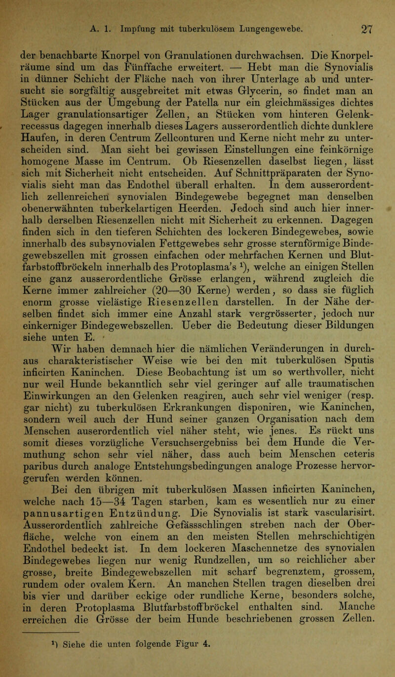 der benachbarte Knorpel von Granulationen durchwachsen. Die Knorpel- räume sind um das Fünffache erweitert. — Hebt man die Synovialis in dünner Schicht der Fläche nach von ihrer Unterlage ab und unter- sucht sie sorgfältig ausgebreitet mit etwas Glycerin, so findet man an Stücken aus der Umgebung der Patella nur ein gleichmässiges dichtes Lager granulationsartiger Zellen, an Stücken vom hinteren Gelenk- recessus dagegen innerhalb dieses Lagers ausserordentlich dichte dunklere Haufen, in deren Centrum Zellconturen und Kerne nicht mehr zu unter- scheiden sind. Man sieht bei gewissen Einstellungen eine feinkörnige homogene Masse im Centrum. Ob Riesenzellen daselbst liegen, lässt sich mit Sicherheit nicht entscheiden. Auf Schnittpräparaten der Syno- vialis sieht man das Endothel überall erhalten. In dem ausserordent- lich zellenreiehen synovialen Bindegewebe begegnet man denselben obenerwähnten tuberkelartigen Heerden. Jedoch sind auch hier inner- halb derselben Riesenzellen nicht mit Sicherheit zu erkennen. Dagegen finden sich in den tieferen Schichten des lockeren Bindegewebes, sowie innerhalb des subsynovialen Fettgewebes sehr grosse sternförmige Binde- gewebszellen mit grossen einfachen oder mehrfachen Kernen und Blut- farbstoffbröckeln innerhalb des Protoplasma's x), welche an einigen Stellen eine ganz ausserordentliche Grösse erlangen, während zugleich die Kerne immer zahlreicher (20—30 Kerne) werden, so dass sie füglich enorm grosse vielästige Riesenzellen darstellen. In der Nähe der- selben findet sich immer eine Anzahl stark vergrösserter, jedoch nur einkerniger Bindegewebszellen. Ueber die Bedeutung dieser Bildungen siehe unten E. ■ Wir haben demnach hier die nämlichen Veränderungen in durch- aus charakteristischer Weise wie bei den mit tuberkulösen Sputis inficirten Kaninchen. Diese Beobachtung ist um so werthvoller, nicht nur weil Hunde bekanntlich sehr viel geringer auf alle traumatischen Einwirkungen an den Gelenken reagiren, auch sehr viel weniger (resp. gar nicht) zu tuberkulösen Erkrankungen disponiren, wie Kaninchen, sondern weil auch der Hund seiner ganzen Organisation nach dem Menschen auserordentlich viel näher steht, wie jenes. Es rückt uns somit dieses vorzügliche Versuchsergebniss bei dem Hunde die Ver- muthung schon sehr viel näher, dass auch beim Menschen ceteris paribus durch analoge Entstehungsbedingungen analoge Prozesse hervor- gerufen werden können. Bei den übrigen mit tuberkulösen Massen inficirten Kaninchen, welche nach 15—34 Tagen starben, kam es wesentlich nur zu einer pannusartigen Entzündung. Die Synovialis ist stark vascularisirt. Ausserordentlich zahlreiche Gefässschlingen streben nach der Ober- fläche, welche von einem an den meisten Stellen mehrschichtigen Endothel bedeckt ist. In dem lockeren Maschennetze des synovialen Bindegewebes liegen nur wenig Rundzellen, um so reichlicher aber grosse, breite Bindegewebszellen mit scharf begrenztem, grossem, rundem oder ovalem Kern. An manchen Stellen tragen dieselben drei bis vier und darüber eckige oder rundliche Kerne, besonders solche, in deren Protoplasma Blutfarbstoffbröckel enthalten sind. Manche erreichen die Grösse der beim Hunde beschriebenen grossen Zellen. *) Siehe die unten folgende Figur 4.