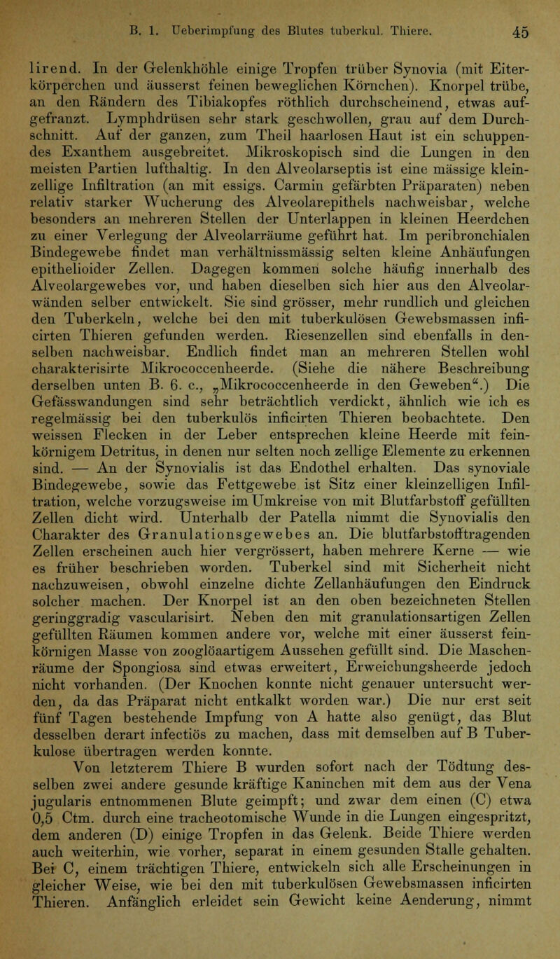 lirend. In der Gelenkhöhle einige Tropfen trüber Synovia (mit Eiter- körperehen und äusserst feinen beweglichen Körnchen). Knorpel trübe, an den Rändern des Tibiakopfes röthlich durchscheinend, etwas auf- gefranzt. Lymphdrüsen sehr stark geschwollen, grau auf dem Durch- schnitt. Auf der ganzen, zum Theil haarlosen Haut ist ein schuppen- des Exanthem ausgebreitet. Mikroskopisch sind die Lungen in den meisten Partien lufthaltig. In den Alveolarseptis ist eine massige klein- zellige Infiltration (an mit essigs. Carmin gefärbten Präparaten) neben relativ starker Wucherung des Alveolarepithels nachweisbar, welche besonders an mehreren Stellen der Unterlappen in kleinen Heerdchen zu einer Verlegung der Alveolarräume geführt hat. Im peribronchialen Bindegewebe findet man verhältnissmässig selten kleine Anhäufungen epithelioider Zellen. Dagegen kommen solche häufig innerhalb des Alveolargewebes vor, und haben dieselben sich hier aus den Alveolar- wänden selber entwickelt. Sie sind grösser, mehr rundlich und gleichen den Tuberkeln, welche bei den mit tuberkulösen Gewebsmassen infi- cirten Thieren gefunden werden. Riesenzellen sind ebenfalls in den- selben nachweisbar. Endlich findet man an mehreren Stellen wohl charakterisirte Mikrococcenheerde. (Siehe die nähere Beschreibung derselben unten B. 6. c, „Mikrococcenheerde in den Geweben.) Die Gefässwandungen sind sehr beträchtlich verdickt, ähnlich wie ich es regelmässig bei den tuberkulös inficirten Thieren beobachtete. Den weissen Flecken in der Leber entsprechen kleine Heerde mit fein- körnigem Detritus, in denen nur selten noch zellige Elemente zu erkennen sind. — An der Synovialis ist das Endothel erhalten. Das synoviale Bindegewebe, sowie das Fettgewebe ist Sitz einer kleinzelligen Infil- tration, welche vorzugsweise im Umkreise von mit Blutfarbstoff gefüllten Zellen dicht wird. Unterhalb der Patella nimmt die Synovialis den Charakter des Granulationsgewebes an. Die blutfarbstoiTtragenden Zellen erscheinen auch hier vergrössert, haben mehrere Kerne — wie es früher beschrieben worden. Tuberkel sind mit Sicherheit nicht nachzuweisen, obwohl einzelne dichte Zellanhäufungen den Eindruck solcher machen. Der Knorpel ist an den oben bezeichneten Stellen geringgradig vascularisirt. Neben den mit granulationsartigen Zellen gefüllten Räumen kommen andere vor, welche mit einer äusserst fein- körnigen Masse von zooglöaartigem Aussehen gefüllt sind. Die Maschen- räume der Spongiosa sind etwas erweitert, Erweichungsheerde jedoch nicht vorhanden. (Der Knochen konnte nicht genauer untersucht wer- den, da das Präparat nicht entkalkt worden war.) Die nur erst seit fünf Tagen bestehende Impfung von A hatte also genügt, das Blut desselben derart infectiös zu machen, dass mit demselben auf B Tuber- kulose übertragen werden konnte. Von letzterem Thiere B wurden sofort nach der Tödtung des- selben zwei andere gesunde kräftige Kaninchen mit dem aus der Vena jugularis entnommenen Blute geimpft; und zwar dem einen (C) etwa 0,5 Ctm. durch eine tracheotomische Wunde in die Lungen eingespritzt, dem anderen (D) einige Tropfen in das Gelenk. Beide Thiere werden auch weiterhin, wie vorher, separat in einem gesunden Stalle gehalten. Bei C, einem trächtigen Thiere, entwickeln sich alle Erscheinungen in gleicher Weise, wie bei den mit tuberkulösen Gewebsmassen inficirten Thieren. Anfänglich erleidet sein Gewicht keine Aenderung, nimmt