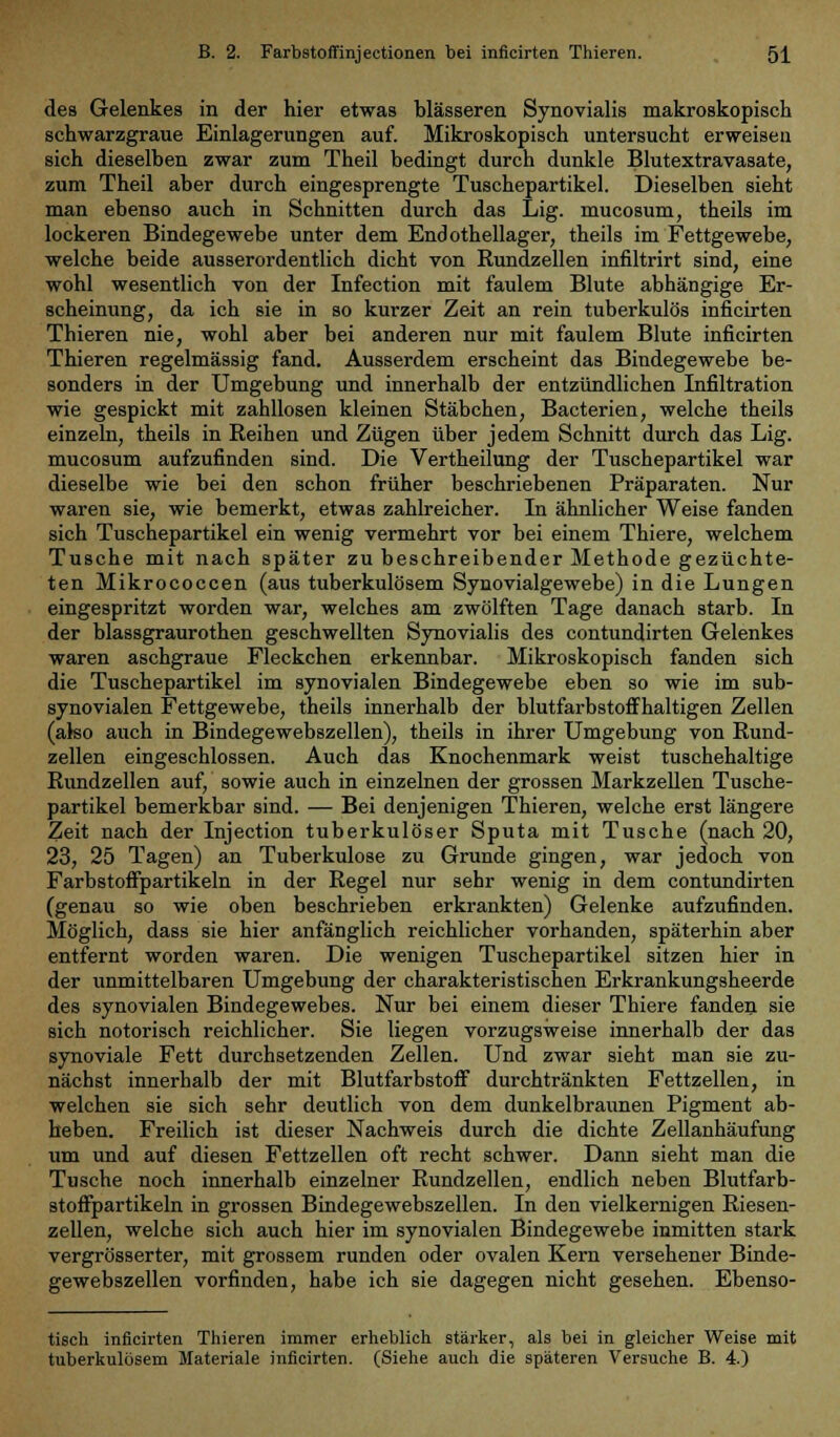 des Gelenkes in der hier etwas blasseren Synovialis makroskopisch schwarzgraue Einlagerungen auf. Mikroskopisch untersucht erweisen sich dieselben zwar zum Theil bedingt durch dunkle Blutextravasate, zum Theil aber durch eingesprengte Tuschepartikel. Dieselben sieht man ebenso auch in Schnitten durch das Lig. mucosum, theils im lockeren Bindegewebe unter dem Endothellager, theils im Fettgewebe, welche beide ausserordentlich dicht von Rundzellen infiltrirt sind, eine wohl wesentlich von der Infection mit faulem Blute abhängige Er- scheinung, da ich sie in so kurzer Zeit an rein tuberkulös inficirten Thieren nie, wohl aber bei anderen nur mit faulem Blute inficirten Thieren regelmässig fand. Ausserdem erscheint das Bindegewebe be- sonders in der Umgebung und innerhalb der entzündlichen Infiltration wie gespickt mit zahllosen kleinen Stäbchen, Bacterien, welche theils einzeln, theils in Reihen und Zügen über jedem Schnitt durch das Lig. mucosum aufzufinden sind. Die Vertheilung der Tuschepartikel war dieselbe wie bei den schon früher beschriebenen Präparaten. Nur waren sie, wie bemerkt, etwas zahlreicher. In ähnlicher Weise fanden sich Tuschepartikel ein wenig vermehrt vor bei einem Thiere, welchem Tusche mit nach später zu beschreibender Methode gezüchte- ten Mikrococcen (aus tuberkulösem Synovialgewebe) in die Lungen eingespritzt worden war, welches am zwölften Tage danach starb. In der blassgraurothen geschwellten Synovialis des contundirten Gelenkes waren aschgraue Fleckchen erkennbar. Mikroskopisch fanden sich die Tuschepartikel im synovialen Bindegewebe eben so wie im sub- synovialen Fettgewebe, theils innerhalb der blutfarbstoffhaltigen Zellen (also auch in Bindegewebszellen), theils in ihrer Umgebung von Rund- zellen eingeschlossen. Auch das Knochenmark weist tuschehaltige Rundzellen auf, sowie auch in einzelnen der grossen Markzellen Tusche- partikel bemerkbar sind. — Bei denjenigen Thieren, welche erst längere Zeit nach der Injection tuberkulöser Sputa mit Tusche (nach 20, 23, 25 Tagen) an Tuberkulose zu Grunde gingen, war jedoch von Farbstoffpartikeln in der Regel nur sehr wenig in dem contundirten (genau so wie oben beschrieben erkrankten) Gelenke aufzufinden. Möglich, dass sie hier anfänglich reichlicher vorhanden, späterhin aber entfernt worden waren. Die wenigen Tuschepartikel sitzen hier in der unmittelbaren Umgebung der charakteristischen Erkrankungsheerde des synovialen Bindegewebes. Nur bei einem dieser Thiere fanden sie sich notorisch reichlicher. Sie liegen vorzugsweise innerhalb der das synoviale Fett durchsetzenden Zellen. Und zwar sieht man sie zu- nächst innerhalb der mit Blutfarbstoff durchtränkten Fettzellen, in welchen sie sich sehr deutlich von dem dunkelbraunen Pigment ab- heben. Freilich ist dieser Nachweis durch die dichte Zellanhäufung um und auf diesen Fettzellen oft recht schwer. Dann sieht man die Tusche noch innerhalb einzelner Rundzellen, endlich neben Blutfarb- stoffpartikeln in grossen Bindegewebszellen. In den vielkernigen Riesen- zellen, welche sich auch hier im synovialen Bindegewebe inmitten stark vergrösserter, mit grossem runden oder ovalen Kern versehener Binde- gewebszellen vorfinden, habe ich sie dagegen nicht gesehen. Ebenso- tisch inficirten Thieren immer erheblich stärker, als bei in gleicher Weise mit tuberkulösem Materiale inficirten. (Siehe auch die späteren Versuche B. 4.)