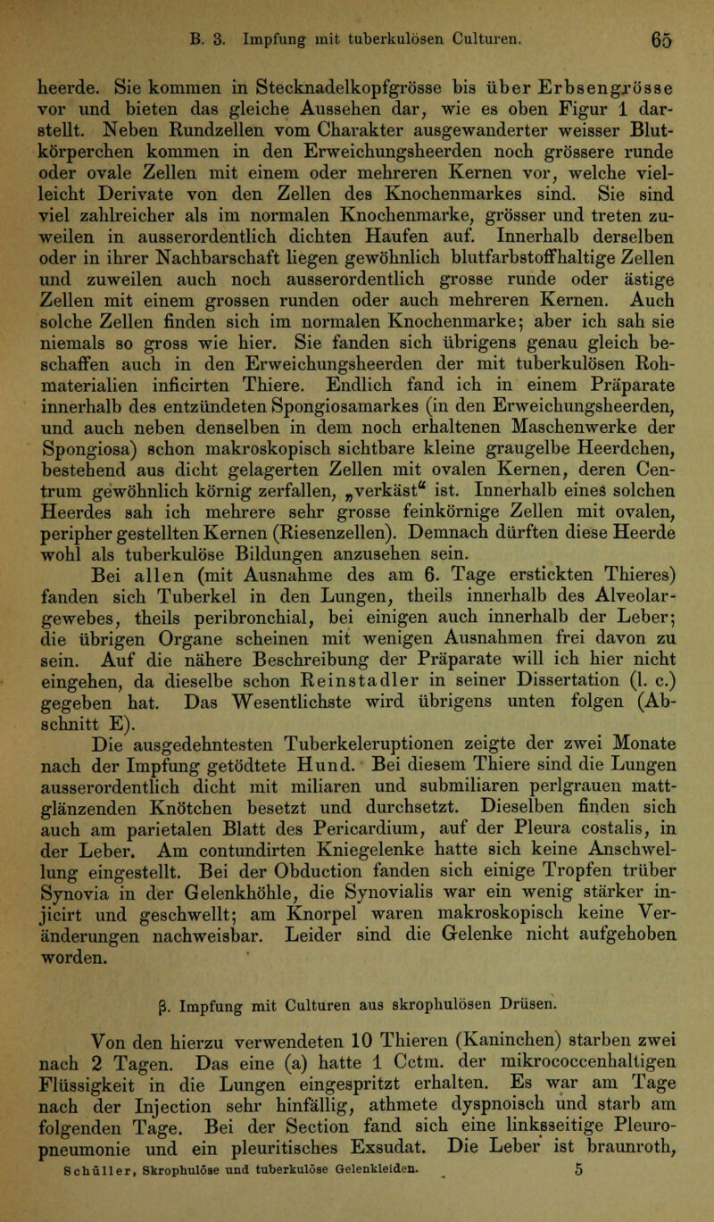 heerde. Sie kommen in Stecknadelkopfgrösse bis über Erbsengjösse vor und bieten das gleiche Aussehen dar, wie es oben Figur 1 dar- stellt. Neben Rundzellen vom Charakter ausgewanderter weisser Blut- körperchen kommen in den Erweichungsheerden noch grössere runde oder ovale Zellen mit einem oder mehreren Kernen vor, welche viel- leicht Derivate von den Zellen des Knochenmarkes sind. Sie sind viel zahlreicher als im normalen Knochenmarke, grösser und treten zu- weilen in ausserordentlich dichten Haufen auf. Innerhalb derselben oder in ihrer Nachbarschaft liegen gewöhnlich blutfarbstoffhaltige Zellen und zuweilen auch noch ausserordentlich grosse runde oder ästige Zellen mit einem grossen runden oder auch mehreren Kernen. Auch solche Zellen finden sich im normalen Knochenmarke; aber ich sah sie niemals so gross wie hier. Sie fanden sich übrigens genau gleich be- schaffen auch in den Erweichungsheerden der mit tuberkulösen Roh- materialien inficirten Thiere. Endlich fand ich in einem Präparate innerhalb des entzündeten Spongiosamarkes (in den Erweichungsheerden, und auch neben denselben in dem noch erhaltenen Maschenwerke der Spongiosa) schon makroskopisch sichtbare kleine graugelbe Heerdchen, bestehend aus dicht gelagerten Zellen mit ovalen Kernen, deren Cen- trum gewöhnlich körnig zerfallen, „verkäst ist. Innerhalb eines solchen Heerdes sah ich mehrere sehr grosse feinkörnige Zellen mit ovalen, peripher gestellten Kernen (Riesenzellen). Demnach dürften diese Heerde wohl als tuberkulöse Bildungen anzusehen sein. Bei allen (mit Ausnahme des am 6. Tage erstickten Thieres) fanden sich Tuberkel in den Lungen, theils innerhalb des Alveolar- gewebes, theils peribronchial, bei einigen auch innerhalb der Leber; die übrigen Organe scheinen mit wenigen Ausnahmen frei davon zu sein. Auf die nähere Beschreibung der Präparate will ich hier nicht eingehen, da dieselbe schon Reinstadler in seiner Dissertation (1. c.) gegeben hat. Das Wesentlichste wird übrigens unten folgen (Ab- schnitt E). Die ausgedehntesten Tuberkeleruptionen zeigte der zwei Monate nach der Impfung getödtete Hund. Bei diesem Thiere sind die Lungen ausserordentlich dicht mit miliaren und submiliaren perlgrauen matt- glänzenden Knötchen besetzt und durchsetzt. Dieselben finden sich auch am parietalen Blatt des Pericardium, auf der Pleura costalis, in der Leber. Am contundirten Kniegelenke hatte sich keine Anschwel- lung eingestellt. Bei der Obduction fanden sich einige Tropfen trüber Synovia in der Gelenkhöhle, die Synovialis war ein wenig stärker in- jicirt und geschwellt; am Knorpel waren makroskopisch keine Ver- änderungen nachweisbar. Leider sind die Gelenke nicht aufgehoben worden. ß. Impfung mit Culturen aus skrophulösen Drüsen. Von den hierzu verwendeten 10 Thieren (Kaninchen) starben zwei nach 2 Tagen. Das eine (a) hatte 1 Cctm. der mikrococcenhaltigen Flüssigkeit in die Lungen eingespritzt erhalten. Es war am Tage nach der Injection sehr hinfällig, athmete dyspnoisch und starb am folgenden Tage. Bei der Section fand sich eine linksseitige Pleuro- pneumonie und ein pleuritisches Exsudat. Die Leber ist braunroth, Schall er, Skrophulöse und tuberkulöse Gelenkleiden. 5