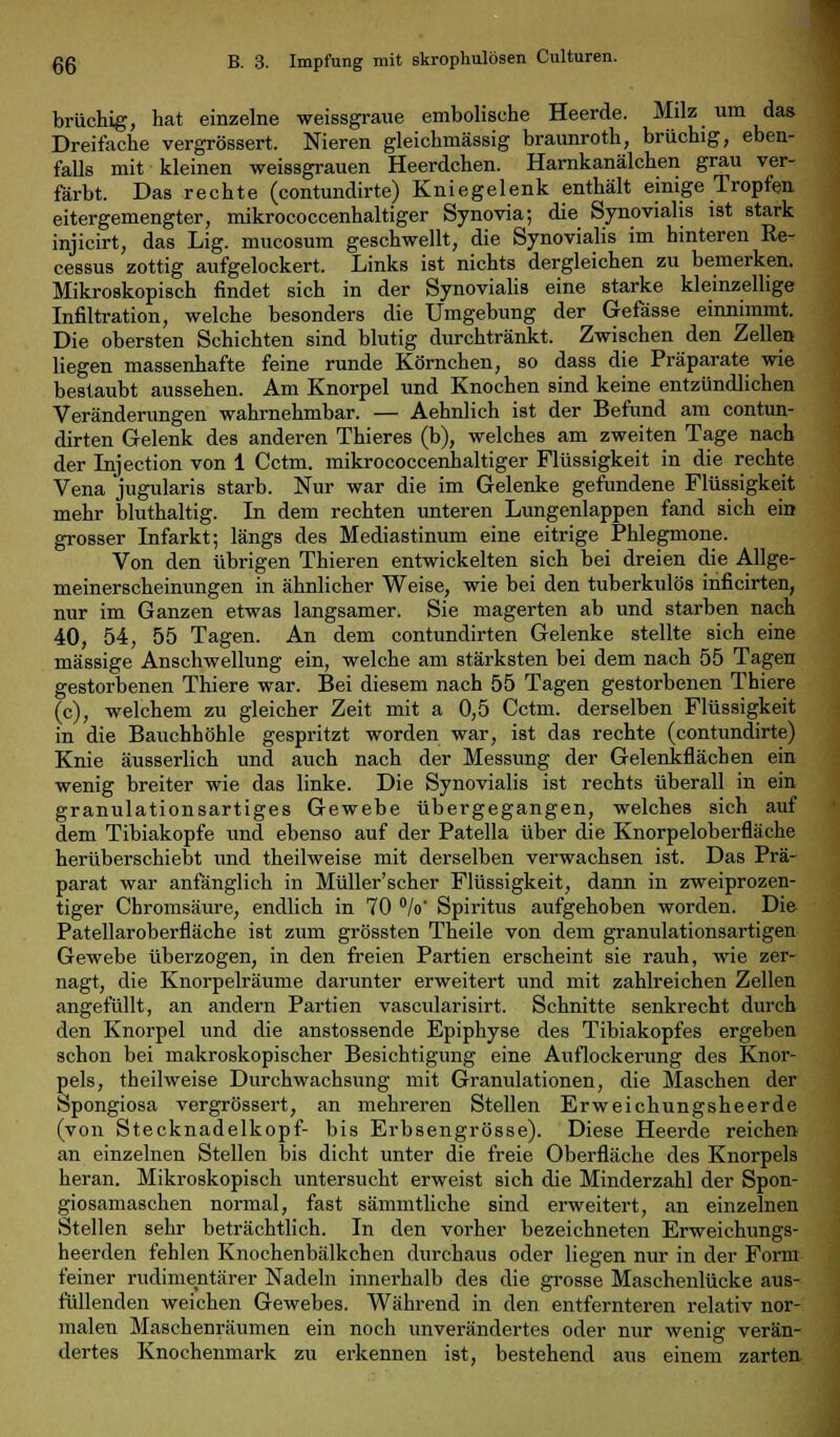 brüchig, hat einzelne weissgraue embolisehe Heerde. Milz um das Dreifache vergrössert. Nieren gleichmässig braunroth, brüchig, eben- falls mit kleinen weissgrauen Heerdchen. Harnkanälchen grau ver- färbt. Das rechte (contundirte) Kniegelenk enthält einige Tropfen eitergemengter, mikrococcenhaltiger Synovia; die Synovialis ist stark injicirt, das Lig. mucosum geschwellt, die Synovialis im hinteren Re- cessus zottig aufgelockert. Links ist nichts dergleichen zu bemerken. Mikroskopisch findet sich in der Synovialis eine starke kleinzellige Infiltration, welche besonders die Umgebung der Gefässe einnimmt. Die obersten Schichten sind blutig durchtränkt. Zwischen den Zellen liegen massenhafte feine runde Körnchen, so dass die Präparate wie bestaubt aussehen. Am Knorpel und Knochen sind keine entzündlichen Veränderungen wahrnehmbar. — Aehnlich ist der Befund am contun- dirten Gelenk des anderen Thieres (b), welches am zweiten Tage nach der Injection von 1 Cctm. mikrococcenhaltiger Flüssigkeit in die rechte Vena jugularis starb. Nur war die im Gelenke gefundene Flüssigkeit mehr bluthaltig. In dem rechten unteren Lungenlappen fand sich ein grosser Infarkt; längs des Mediastinum eine eitrige Phlegmone. Von den übrigen Thieren entwickelten sich bei dreien die Allge- meinerscheinungen in ähnlicher Weise, wie bei den tuberkulös inficirten, nur im Ganzen etwas langsamer. Sie magerten ab und starben nach 40, 54, 55 Tagen. An dem contundirten Gelenke stellte sich eine massige Anschwellung ein, welche am stärksten bei dem nach 55 Tagen gestorbenen Thiere war. Bei diesem nach 55 Tagen gestorbenen Thiere (c), welchem zu gleicher Zeit mit a 0,5 Cctm. derselben Flüssigkeit in die Bauchhöhle gespritzt worden war, ist das rechte (contundirte) Knie äusserlich und auch nach der Messung der Gelenkflächen ein wenig breiter wie das linke. Die Synovialis ist rechts überall in ein granulationsartiges Gewebe übergegangen, welches sich auf dem Tibiakopfe und ebenso auf der Patella über die Knorpeloberfläche herüberschiebt und theilweise mit derselben verwachsen ist. Das Prä- parat war anfänglich in Müller'scher Flüssigkeit, dann in zweiprozen- tiger Chromsäure, endlich in 70 °/o' Spiritus aufgehoben worden. Die Patellaroberfläche ist zum grössten Theile von dem granulationsartigen Gewebe überzogen, in den freien Partien erscheint sie rauh, wie zer- nagt, die Knorpelräume darunter erweitert und mit zahlreichen Zellen angefüllt, an andern Partien vascularisirt. Schnitte senkrecht durch den Knorpel und die anstossende Epiphyse des Tibiakopfes ergeben schon bei makroskopischer Besichtigung eine Auflockerung des Knor- pels, theilweise Durchwachsung mit Granulationen, die Maschen der Spongiosa vergrössert, an mehreren Stellen Erweichungsheerde (von Stecknadelkopf- bis Erbsengrösse). Diese Heerde reichen an einzelnen Stellen bis dicht unter die freie Oberfläche des Knorpels heran. Mikroskopisch untersucht erweist sich die Minderzahl der Spon- giosamaschen normal, fast sämmtliche sind erweitert, an einzelnen Stellen sehr beträchtlich. In den vorher bezeichneten Erweichungs- heerden fehlen Knochenbälkchen durchaus oder liegen nur in der Form feiner rudimentärer Nadeln innerhalb des die grosse Maschenlücke aus- füllenden weichen Gewebes. Während in den entfernteren relativ nor- malen Maschenräumen ein noch unverändertes oder nur wenig verän- dertes Knochenmark zu erkennen ist, bestehend aus einem zarten