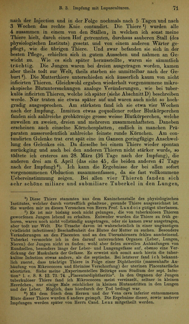 nach der Injection und in der Folge nochmals nach 5 Tagen und nach 3 Wochen das rechte Knie contundirt. Die Thierel) wurden alle 4 zusammen in einem von den Ställen, in welchen ich sonst meine Thiere hielt, durch einen Hof getrennten, durchaus sauberen Stall (des physiologischen Instituts) gesetzt und von einem anderen Wärter ge- pflegt, wie die übrigen Thiere. Und zwar befanden sie sich in der besten Pflege, erhielten sich in gutem Aussehen und nahmen an Ge- wicht zu. Wie es sich später herausstellte, waren sie sämmtlich trächtig. Die Jungen waren bei dreien ausgetragen worden, kamen aber theils todt zur Welt, theils starben sie unmittelbar nach der Ge- burt 2). Die Mutterthiere unterschieden sich äusserlich kaum von nicht inficirten Thieren. Gleichwohl ergaben wiederholt vorgenommene mikro- skopische Blutuntersuchungen analoge Veränderungen, wie bei tuber- kulös inficirten Thieren, welche ich später (siehe Abschnitt D) beschreiben werde. Nur traten sie etwas später auf und waren auch nicht so hoch- gradig ausgesprochen. Am stärksten fand ich sie etwa vier Wochen nach der Impfung. Inmitten etwas gequollener rother Blutkörperchen fanden sich zahlreiche grobkörnige grosse weisse Blutkörperchen, welche zuweilen zu zweien, dreien und mehreren zusammenhafteten. Daneben erscheinen auch einzelne Körnchenplatten, endlich in manchen Prä- paraten ausserordentlich zahlreiche feinste runde Körnchen. Am con- tundirten Gelenke trat erst spät eine im Ganzen geringfügige Anschwel- lung des Gelenkes ein. Da dieselbe bei einem Thiere wieder spontan zurückging und auch bei den anderen Thieren nicht stärker wurde, so tödtete ich ersteres am 28. März (36 Tage nach der Impfung), die anderen drei am 6. April (das eine 45, die beiden anderen 47 Tage nach der Impfung)3). Ich kann die Ergebnisse der bei allen sofort vorgenommenen Obduction zusammenfassen, da sie fast vollkommene Uebereinstimmung zeigen. Bei allen vier Thieren fanden sich sehr schöne miliare und submiliare Tuberkel in den Lungen, ') Diese Thiere stammten aus dem Kaninchenstalle des physiologischen Institutes, welcher durch vortrefflich gehaltene, gesunde Thiere ausgezeichnet ist. Sie wurden mir zu diesen Versuchen von Herrn Prof. Landois gütigst überlassen. 2) Es ist mir bislang noch nicht gelungen, die von tuberkulösen Thieren geworfenen Jungen lebend zu erhalten. Entweder wurden die Thiere zu früh ge- boren, waren noch nicht vollständig ausgetragen, oder sie kamen zwar ausgetragen, aber todt zur Welt. Die Ursache davon ist wahrscheinlich in einer ungünstigen {vielleicht infectiösen) Beschaffenheit des Blutes der Mutter zu suchen. Besondere Veränderungen an den Placenten und an den Uterushörnern fehlen anscheinend. Tuberkel vermochte ich in den darauf untersuchten Organen (Leber, Lungen, Nieren) der Jungen nicht zu finden; wohl aber fielen zuweilen Anhäufungen von Rundzellen, besonders längs der Leber- und Lungengefässe auf, ebenso eine Ver- dickung der Muskularis der Gefässe. Es erweist sich somit auch hierin die tuber- kulöse Infection etwas anders, als die septische. Bei letzterer fand i c h bekannt- lich zuerst, dass trächtige Thiere in Folge einer Diphtheritis (massenhafte An- häufung von Mikrococcen und fibrinöse Verschorfung) der uterinen Placentarfläche abortirten. Siehe meine „Experimentellen Beiträge zum Studium der sept. Infec- tion 1. c. S. 8. 12. 73. 74. „Placentardiphtheritis. In den Organen der Jungen tuberkulöser Thiere fand ich Mikrococcen meist vereinzelt, seltner in kleinen Heerdchen, nur einige Male reichlicher in kleinen Blutaustritten in den Lungen und der Leber. Möglich, dass hierdurch der Tod bedingt war. B) Mit dem frisch dem Herzen und der Vena cava inferior entnommenen Blute dieser Thiere wurden 6 andere geimpft. Die Ergebnisse dieser, sowie anderer Impfungen werden später von Herrn Cand. Lenz mitgetheilt werden.