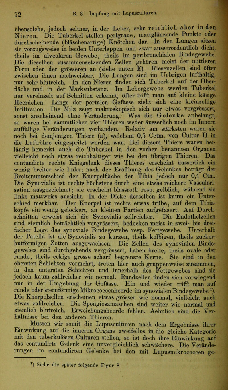 ebensolche, jedoch seltner, in der Leber, sehr reichlich aber in den Nieren. Die Tuberkel stellen perlgraue, mattglänzende Punkte oder durchscheinende (bläschenartige) Knötchen dar. In den Lungen sitzen sie vorzugsweise in beiden Unterlappen und zwar ausserordentlich dicht, theils im alveolaren Gewebe, theils im peribronchialen Bindegewebe. Die dieselben zusammensetzenden Zellen gehören meist der mittleren Form oder der grösseren an (siehe unten E). Riesenzellen sind öfter zwischen ihnen nachweisbar. Die Lungen sind im Uebrigen lufthaltig, nur sehr blutreich. In den Nieren finden sich Tuberkel auf der Ober- fläche und in der Marksubstanz. Im Lebergewebe werden Tuberkel nur vereinzelt auf Schnitten erkannt, öfter trifft man auf kleine käsige Heerdchen. Längs der portalen Gefässe zieht sich eine kleinzellige Infiltration. Die Milz zeigt makroskopisch sich nur etwas vergrössert, sonst anscheinend ohne Veränderung. Was die Gelenke anbelangt, so waren bei sämmtlichen vier Thieren weder äusserlich noch im Innern auffällige Veränderungen vorhanden. Relativ am stärksten waren sie noch bei demjenigen Thiere (a), welchem 0,5 Cctm. von Cultur II in die Luftröhre eingespritzt worden war. Bei diesem Thiere waren bei- läufig bemerkt auch die Tuberkel in den vorher benannten Organen vielleicht noch etwas reichhaltiger wie bei den übrigen Thieren. Das contundirte rechte Kniegelenk dieses Thieres erscheint äusserlich ein wenig breiter wie links; nach der Eröffnung des Gelenkes beträgt der Breitenunterschied der Knorpelfläche der Tibia jedoch nur 0,1 Ctm. Die Synovialis ist rechts höchstens durch eine etwas reichere Vasculari- sation ausgezeichnet; sie erscheint blassroth resp. gelblich, während sie links mattweiss aussieht. In der Dicke derselben ist kaum ein Unter- schied merkbar. Der Knorpel ist rechts etwas trübe, auf dem Tibia- kopfe ein wenig gelockert, an kleinen Partien aufgefasert. Auf Durch- schnitten erweist sich die Synovialis zellreicher. Die Endothelzellen sind ziemlich beträchtlich vergrössert, bedecken meist in zwei- bis drei- facher Lage das synoviale Bindegewebe resp. Fettgewebe. Unterhalb der Patella ist die Synovialis zu kurzen, theils kolbigen, theils zucker- hutförmigen Zotten ausgewachsen. Die Zellen des synovialen Binde- gewebes sind durchgehends vergrössert, haben breite, theils ovale oder runde, theils eckige grosse scharf begrenzte Kerne. Sie sind in den obersten Schichten vermehrt, treten hier auch gruppenweise zusammen, in den untersten Schichten und innerhalb des Fettgewebes sind sie jedoch kaum zahlreicher wie normal. Rundzellen finden sich vorwiegend nur in der Umgebung der Gefässe. Hin und wieder trifft man auf runde oder sternförmige Mikrococcenheerde im synovialen Bindegewebe 1). Die Knorpelzellen erscheinen etwas grösser wie normal, vielleicht auch etwas zahlreicher. Die Spongiosamaschen sind weiter wie normal und ziemlich blutreich. Erweichungsheerde fehlen. Aehnlich sind die Ver- hältnisse bei den anderen Thieren. Müssen wir somit die Lupusculturen nach dem Ergebnisse ihrer Einwirkung auf die inneren Organe zweifellos in die gleiche Kategorie mit den tuberkulösen Culturen stellen, so ist doch ihre Einwirkung auf das contundirte Gelenk eine unvergleichlich schwächere. Die Verände- rungen im contundirten Gelenke bei den mit Lupusmikrococcen ge- ') Siehe die später folgende Figur 8