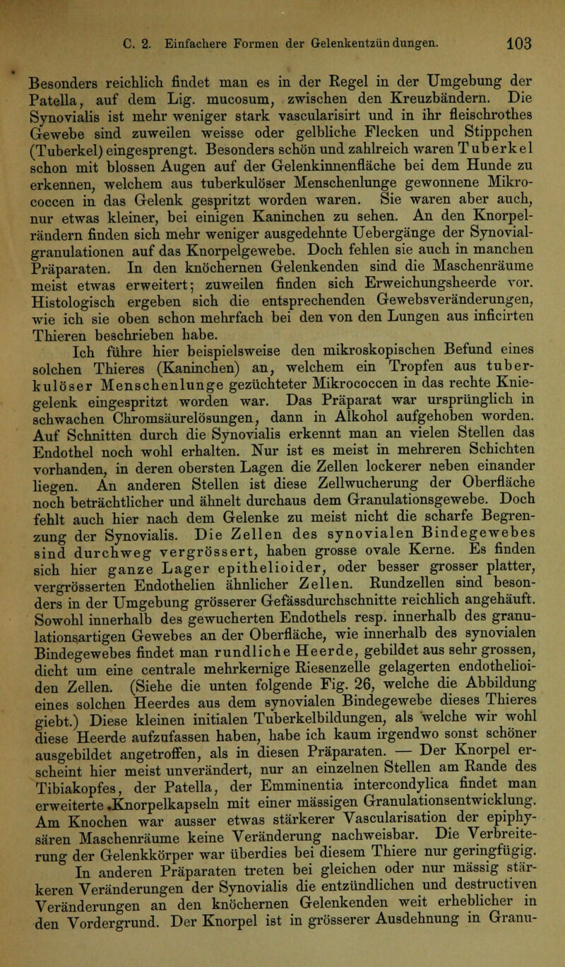 Besonders reichlich findet man es in der Regel in der Umgebung der Patella, auf dem Lig. mucosum, zwischen den Kreuzbändern. Die Synovialis ist mehr weniger stark vascularisirt und in ihr fleischrothes Gewebe sind zuweilen weisse oder gelbliche Flecken und Stippchen (Tuberkel) eingesprengt. Besonders schön und zahlreich waren Tuberkel schon mit blossen Augen auf der Gelenkinnenfläche bei dem Hunde zu erkennen, welchem aus tuberkulöser Menschenlunge gewonnene Mikro- coccen in das Gelenk gespritzt worden waren. Sie waren aber auch, nur etwas kleiner, bei einigen Kaninchen zu sehen. An den Knorpel- rändern finden sich mehr weniger ausgedehnte Uebergänge der Synovial- granulationen auf das Knorpelgewebe. Doch fehlen sie auch in manchen Präparaten. In den knöchernen Gelenkenden sind die Maschenräume meist etwas erweitert; zuweilen finden sich Erweichungsheerde vor. Histologisch ergeben sich die entsprechenden Gewebsveränderungen, wie ich sie oben schon mehrfach bei den von den Lungen aus inficirten Thieren beschrieben habe. Ich führe hier beispielsweise den mikroskopischen Befund eines solchen Thieres (Kaninchen) an, welchem ein Tropfen aus tuber- kulöser Menschenlunge gezüchteter Mikrococcen in das rechte Knie- gelenk eingespritzt worden war. Das Präparat war ursprünglich in schwachen Chromsäurelösungen, dann in Alkohol aufgehoben worden. Auf Schnitten durch die Synovialis erkennt man an vielen Stellen das Endothel noch wohl erhalten. Nur ist es meist in mehreren Schichten vorhanden, in deren obersten Lagen die Zellen lockerer neben einander liegen. An anderen Stellen ist diese Zellwucherung der Oberfläche noch beträchtlicher und ähnelt durchaus dem Granulationsgewebe. Doch fehlt auch hier nach dem Gelenke zu meist nicht die scharfe Begren- zung der Synovialis. Die Zellen des synovialen Bindegewebes sind durchweg vergrössert, haben grosse ovale Kerne. Es finden sich hier ganze Lager epithelioider, oder besser grosser platter, vergrösserten Endothelien ähnlicher Zellen. Rundzellen sind beson- ders in der Umgebung grösserer Gefässdurchschnitte reichlich angehäuft. Sowohl innerhalb des gewucherten Endothels resp. innerhalb des granu- lations^rtigen Gewebes an der Oberfläche, wie innerhalb des synovialen Bindegewebes findet man rundliche Heerde, gebildet aus sehr grossen, dicht um eine centrale mehrkernige Riesenzelle gelagerten endothelioi- den Zellen. (Siehe die unten folgende Fig. 26, welche die Abbildung eines solchen Heerdes aus dem synovialen Bindegewebe dieses Thieres giebt.) Diese kleinen initialen Tuberkelbildungen, als welche wir wohl diese Heerde aufzufassen haben, habe ich kaum irgendwo sonst schöner ausgebildet angetroffen, als in diesen Präparaten. — Der Knorpel er- scheint hier meist unverändert, nur an einzelnen Stellen am Rande des Tibiakopfes, der Patella, der Emminentia intercondylica findet man erweiterte .Knorpelkapseln mit einer massigen Granulationsentwicklung. Am Knochen war ausser etwas stärkerer Vascularisation der epiphy- sären Maschenräume keine Veränderung nachweisbar. Die Verbreite- rung der Gelenkkörper war überdies bei diesem Thiere nur geringfügig. ' In anderen Präparaten treten bei gleichen oder nur massig stär- keren Veränderungen der Synovialis die entzündlichen und destructiven Veränderungen an den knöchernen Gelenkenden weit erheblicher in den Vordergrund. Der Knorpel ist in grösserer Ausdehnung in Granu-