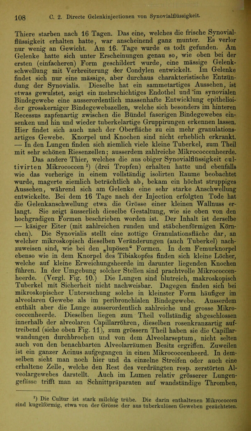 Thiere starben nach 16 Tagen. Das eine, welches die frische Synovial- flüssigkeit erhalten hatte, war anscheinend ganz munter. Es verlor nur wenig an Gewicht. Am 16. Tage wurde es todt gefunden. Am Gelenke hatte sich unter Erscheinungen genau so, wie oben bei der ersten (einfacheren) Form geschildert wurde, eine massige Gelenk- schwellung mit Verbreiterung der Condylen entwickelt. Im Gelenke findet sich nur eine massige, aber durchaus charakteristische Entzün- dung der Synovialis. Dieselbe hat ein sammetartiges Aussehen, ist etwas gewulstet, zeigt ein mehrschichtiges Endothel und 'im synovialen Bindegewebe eine ausserordentlich massenhafte Entwicklung epithelioi- der grosskerniger Bindegewebszellen, welche sich besonders im hinteren Recessus zapfenartig zwischen die Bündel faserigen Bindegewebes ein- senken und hin und wieder tuberkelartige Gruppirungen erkennen lassen. Hier findet sich auch nach der Oberfläche zu ein mehr granulations- artiges Gewebe. Knorpel und Knochen sind nicht erheblich erkrankt. — In den Lungen finden sich ziemlich viele kleine Tuberkel, zum Theil mit sehr schönen Riesenzellen; ausserdem zahlreiche Mikrococcenheerde. Das andere Thier, welches die aus obiger Synovialflüssigkeit cul- tivirten Mikrococcen*) (drei Tropfen) erhalten hatte und ebenfalls wie das vorherige in einem vollständig isolirten Räume beobachtet wurde, magerte ziemlich beträchtlich ab, bekam ein höchst struppiges Aussehen, während sich am Gelenke eine sehr starke Anschwellung entwickelte. Bei dem 16 Tage nach der Injection erfolgten Tode hat die Gelenkanschwellung etwa die Grösse einer kleinen Wallnuss er- langt. Sie zeigt äusserlich dieselbe Gestaltung, wie sie oben von den hochgradigen Formen beschrieben worden ist. Der Inhalt ist derselbe — käsiger Eiter (mit zahlreichen runden und stäbchenförmigen Körn- chen). Die Synovialis stellt eine zottige Granulationsfläche dar, an welcher mikroskopisch dieselben Veränderungen (auch Tuberkel) nach- zuweisen sind, wie bei den „lupösen Formen. In dem Femurknorpel ebenso wie in dem Knorpel des Tibiakopfes finden sich kleine Löcher, welche auf kleine Erweichungsheerde im darunter liegenden Knochen führen. In der Umgebung solcher Stellen sind prachtvolle Mikrococcen- heerde. (Vergl. Fig. 10.) Die Lungen sind blutreich, makroskopisch Tuberkel mit Sicherheit nicht nachweisbar. Dagegen finden sich bei mikroskopischer Untersuchung solche in kleinster Form häufiger im alveolaren Gewebe als im peribronchialen Bindegewebe. Ausserdem enthält aber die Lunge ausserordentlich zahlreiche und grosse Mikro- coccenheerde. Dieselben liegen zum Theil vollständig abgeschlossen innerhalb der alveolaren Capillarröhren, dieselben rosenkranzartig auf- treibend (siehe oben Fig. 11), zum grössern Theil haben sie die Capillar- wandungen durchbrochen und von dem Alveolarseptum, nicht selten auch von den benachbarten Alveolarräumen Besitz ergriffen. Zuweilen ist ein ganzer Acinus aufgegangen in einen Mikrococcenheerd. In dem- selben sieht man noch hier und da einzelne Streifen oder auch eine erhaltene Zelle, welche den Rest des verdrängten resp. zerstörten Al- veolargewebes darstellt. Auch im Lumen relativ grösserer Lungen- gefässe trifft man an Schnittpräparaten auf wandständige Thromben, l) Die Cultur ist stark milchig trübe. Die darin enthaltenen Mikrococcen sind kugelförmig, etwa von der Grösse der aus tuberkulösen Geweben gezüchteten.
