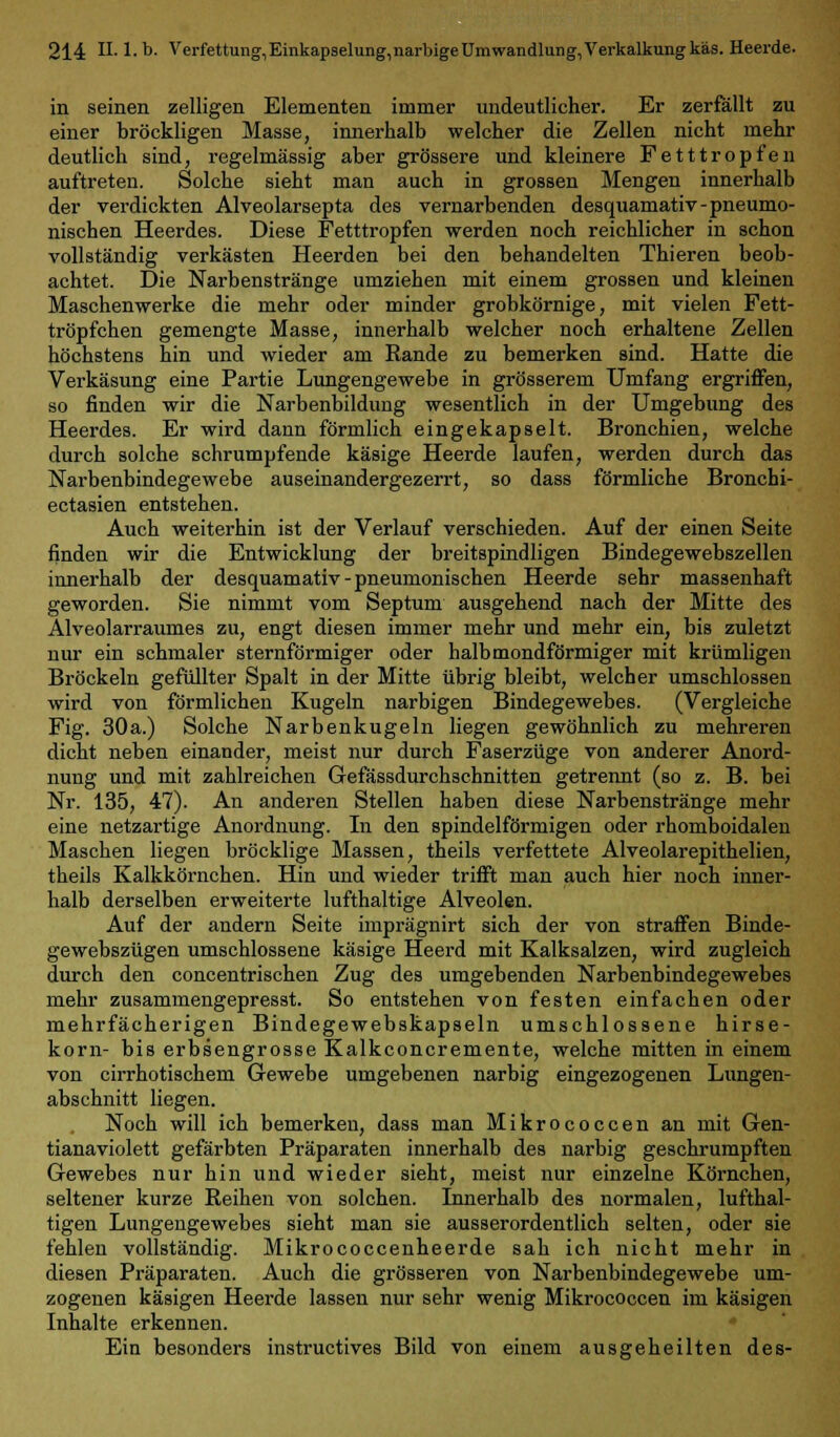 in seinen zelligen Elementen immer undeutlicher. Er zerfällt zu einer bröckligen Masse, innerhalb welcher die Zellen nicht mehr deutlich sind, regelmässig aber grössere und kleinere Fetttropfen auftreten. Solche sieht man auch in grossen Mengen innerhalb der verdickten Alveolarsepta des vernarbenden desquamativ-pneumo- nischen Heerdes. Diese Fetttropfen werden noch reichlicher in schon vollständig verkästen Heerden bei den behandelten Thieren beob- achtet. Die Narbenstränge umziehen mit einem grossen und kleinen Maschen werke die mehr oder minder grobkörnige, mit vielen Fett- tröpfchen gemengte Masse, innerhalb welcher noch erhaltene Zellen höchstens hin und wieder am Rande zu bemerken sind. Hatte die Verkäsung eine Partie Lungengewebe in grösserem Umfang ergriffen, so finden wir die Narbenbildung wesentlich in der Umgebung des Heerdes. Er wird dann förmlich eingekapselt. Bronchien, welche durch solche schrumpfende käsige Heerde laufen, werden durch das Narbenbindegewebe auseinandergezerrt, so dass förmliche Bronchi- ectasien entstehen. Auch weiterhin ist der Verlauf verschieden. Auf der einen Seite finden wir die Entwicklung der breitspindligen Bindegewebszellen innerhalb der desquamativ-pneumonischen Heerde sehr massenhaft geworden. Sie nimmt vom Septum ausgehend nach der Mitte des Alveolarraumes zu, engt diesen immer mehr und mehr ein, bis zuletzt nur ein schmaler sternförmiger oder halbmondförmiger mit krümligen Bröckeln gefüllter Spalt in der Mitte übrig bleibt, welcher umschlossen wird von förmlichen Kugeln narbigen Bindegewebes. (Vergleiche Fig. 30a.) Solche Narbenkugeln liegen gewöhnlich zu mehreren dicht neben einander, meist nur durch Faserzüge von anderer Anord- nung und mit zahlreichen Gefässdurchschnitten getrennt (so z. B. bei Nr. 135, 47). An anderen Stellen haben diese Narbenstränge mehr eine netzartige Anordnung. In den spindelförmigen oder rhomboidalen Maschen liegen bröcklige Massen, theils verfettete Alveolarepithelien, theils Kalkkörnchen. Hin und wieder trifft man auch hier noch inner- halb derselben erweiterte lufthaltige Alveolen. Auf der andern Seite imprägnirt sich der von straffen Binde- gewebszügen umschlossene käsige Heerd mit Kalksalzen, wird zugleich durch den concentrischen Zug des umgebenden Narbenbindegewebes mehr zusammengepresst. So entstehen von festen einfachen oder mehrfächerigen Bindegewebskapseln umschlossene hirse- korn- bis erbsengrosse Kalkconcremente, welche mitten in einem von cirrhotischem Gewebe umgebenen narbig eingezogenen Lungen- abschnitt liegen. Noch will ich bemerken, dass man Mikrococcen an mit Gen- tianaviolett gefärbten Präparaten innerhalb des narbig geschrumpften Gewebes nur hin und wieder sieht, meist nur einzelne Körnchen, seltener kurze Reihen von solchen. Innerhalb des normalen, lufthal- tigen Lungengewebes sieht man sie ausserordentlich selten, oder sie fehlen vollständig. Mikrococcenheerde sah ich nicht mehr in diesen Präparaten. Auch die grösseren von Narbenbindegewebe um- zogenen käsigen Heerde lassen nur sehr wenig Mikrococcen im käsigen Inhalte erkennen. Ein besonders instructives Bild von einem ausgeheilten des-