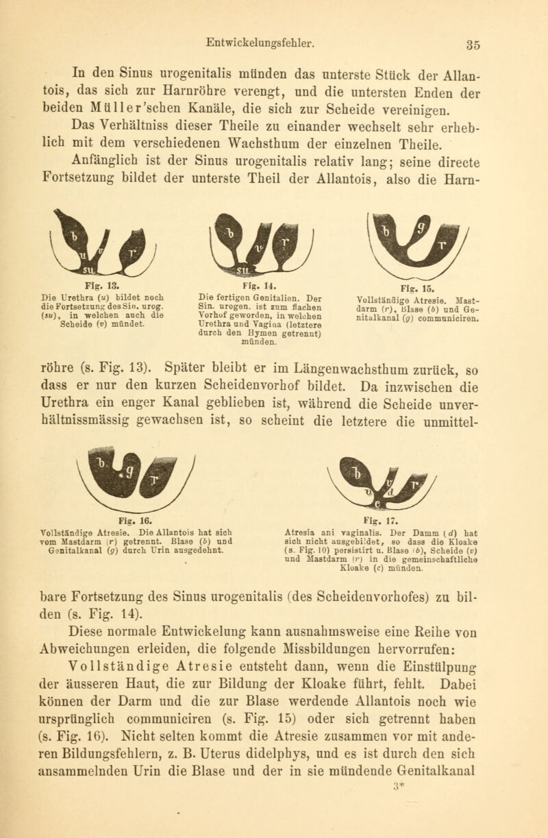 In den Sinus urogenitalis münden das unterste Stück der Allan- tois, das sich zur Harnröhre verengt, und die untersten Enden der beiden Müller'schen Kanäle, die sich zur Scheide vereinigen. Das Verhältniss dieser Theile zu einander wechselt sehr erheb- lich mit dem verschiedenen Wachsthum der einzelnen Theile. Anfänglich ist der Sinus urogenitalis relativ lang; seine directe Fortsetzung bildet der unterste Theil der Allantois, also die Harn- ^ ty& Fig. 13. Die Urethra (u) bildet noch die Fortsetzung des Sin. urog. (iu), in welchen anch die Scheide (») mündet. Fig. 14. Die fertigen Genitalien. Der Sin. urogen. ist zum flachen Vorhof geworden, in welchen Urethra und Vagiaa (letztere durch den Hymen getrennt) münden. Fig. 15. Vollständige Atresie. Mast- darm (r). Blase (6) und Ge- nitalkanal (g) communiciren. röhre (s. Fig. 13). Später bleibt er im Längenwachsthum zurück, so dass er nur den kurzen Scheidenvorhof bildet. Da inzwischen die Urethra ein enger Kanal geblieben ist, während die Scheide unver- hältnissmässig gewachsen ist, so scheint die letztere die unmittel- Flg. 16. Vollständige Atresie. Die Allantois hat sich Tom Mastdarm (r) getrennt. Blase (6) und Gonitalkanal (g) durch Urin ausgedehnt. Fig. 17. Atresia ani vaginalis. Der Damm (d) hat sich nicht ausgebildet, so dass die Kloake (s. Fig. 10) persistirt u. Blase <6), Scheide (v) und Mastdarm tr) in die gemeinschaftliche Kloake (c) münden. bare Fortsetzung des Sinus urogenitalis (des Scheidenvorhofes) zu bil- den (s. Fig. 14). Diese normale Entwickelung kann ausnahmsweise eine Reihe von Abweichungen erleiden, die folgende Missbildungen hervorrufen: Vollständige Atresie entsteht dann, wenn die Einstülpung der äusseren Haut, die zur Bildung der Kloake führt, fehlt. Dabei können der Darm und die zur Blase werdende Allantois noch wie ursprünglich communiciren (s. Fig. 15) oder sich getrennt haben (s. Fig. 16). Nicht selten kommt die Atresie zusammen vor mit ande- ren Bildungsfehlern, z. B. Uterus didelphys, und es ist durch den sich ansammelnden Urin die Blase und der in sie mündende Genitalkanal