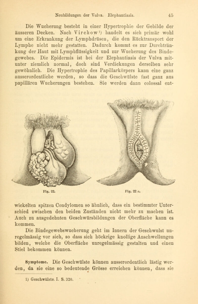 Die Wucherung besteht in einer Hypertrophie der Gebilde der äusseren Decken. Nach Virchow'j handelt es sich primär wohl um eine Erkrankung der Lymphdrüsen, die den Rücktransport der Lymphe nicht mehr gestatten. Dadurch kommt es zur Durchträn- kung der Haut mit Lymphflüssigkeit und zur Wucherung des Binde- gewebes. Die Epidermis ist bei der Elephantiasis der Vulva mit- unter ziemlich normal, doch sind Verdickungen derselben sehr gewöhnlich. Die Hypertrophie des Papillarkörpers kann eine ganz ausserordentliche werden, so dass die Geschwülste fast ganz aus papillären Wucherungen bestehen. Sie werden dann colossal ent- Fis. 22. Fig. 22 a. wickelten spitzen Condylomen so ähnlich, dass ein bestimmter Unter- schied zwischen den beiden Zuständen nicht mehr zu machen ist. Auch zu ausgedehnten Geschwürsbildungen der Oberfläche kann es kommen. Die Bindegewebswucherung geht im Innern der Geschwulst un- regelmässig vor sich, so dass sich höckrige knollige Anschwellungen bilden, welche die Oberfläche unregelmässig gestalten und einen Stiel bekommen können. Symptome. Die Geschwülste können ausserordentlich lästig wer- den, da sie eine so bedeutende Grösse erreichen können, dass sie 1) Geschwülste. I. S. 320.