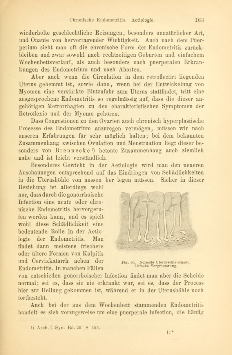 wiederholte geschlechtliche Reizungen, besonders unnatürlicher Art, und Onanie von hervorragender Wichtigkeit. Auch nach dem Puer- perium sieht man oft die chronische Form der Endometritis zurück- bleiben und zwar sowohl nach rechtzeitigen Geburten und einfachem Wochenbettsverlauf, als auch besonders nach puerperalen Erkran- kungen des Endometrium und nach Aborten. Aber auch wenn die Circulation in dem retroflectirt liegenden Uterus gehemmt ist, sowie dann, wenn bei der Entwicklung von Myomen eine verstärkte Blutzufuhr zum Uterus stattfindet, tritt eine ausgesprochene Endometritis so regelmässig auf, dass die dieser an- gehörigen Metrorrhagien zu den charakteristischen Symptomen der Retroflexio und der Myome gehören. Dass Congestionen zu den Ovarien auch chronisch hyperplastische Processe des Endometrium anzuregen vermögen, müssen wir nach unseren Erfahrungen für sehr möglich halten; bei dem bekannten Zusammenhang zwischen Ovulation und Menstruation liegt dieser be- sonders von Brennecke1) betonte Zusammenhang auch ziemlich nahe und ist leicht verständlich. Besonderes Gewicht in der Aetiologie wird man den neueren Anschauungen entsprechend auf das Eindringen von Schädlichkeiten in die Uterushöhle von aussen her legen müssen. Sicher in dieser Beziehung ist allerdings wohl nur, dass durch die gonorrhoische j, Infection eine acute oder chro- nische Endometritis hervorgeru- fen werden kann, und es spielt wohl diese Schädlichkeit eine bedeutende Rolle in der Aetio- ^\ logie der Endometritis. Man findet dann meistens frischere oder ältere Formen von Kolpitis und Cervixkatarrh neben der rls, 56. Normale uternsschie inihaut. Endometritis. In manchen Fällen '20fache v^rösse™*• von entschieden gonorrhoischer Infection findet man aber die Scheide normal; sei es, dass sie nie erkrankt war, sei es, dass der Process hier zur Heilung gekommen ist, während er in der Uterushöhle noch fortbesteht. Auch bei der aus dem Wochenbett stammenden Endometritis handelt es sich vorzugsweise um eine puerperale Infection, die häufig li Arch.f. Gyn. Bd. 20. S. 455. 11