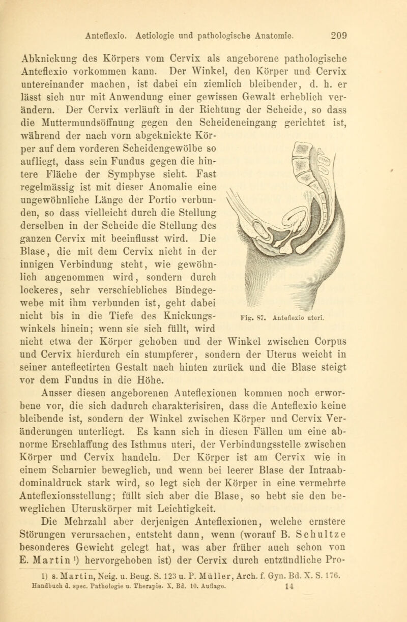 Abknickung des Körpers vom Cervix als angeborene pathologische Anteflexio vorkommen kann. Der Winkel, den Körper und Cervix untereinander machen, ist dabei ein ziemlich bleibender, d. h. er lässt sich nur mit Anwendung einer gewissen Gewalt erheblich ver- ändern. Der Cervix verläuft in der Richtung der Scheide, so dass die Muttermundsöffnung gegen den Scheideneingang gerichtet ist, während der nach vorn abgeknickte Kör- per auf dem vorderen Scheidengewölbe so aufliegt, dass sein Fundus gegen die hin- tere Fläche der Symphyse sieht. Fast regelmässig ist mit dieser Anomalie eine ungewöhnliche Länge der Portio verbun- den, so dass vielleicht durch die Stellung derselben in der Scheide die Stellung des ganzen Cervix mit beeinflusst wird. Die Blase, die mit dem Cervix nicht in der innigen Verbindung steht, wie gewöhn- lich angenommen wird, sondern durch lockeres, sehr verschiebliches Bindege- webe mit ihm verbunden ist, geht dabei nicht bis in die Tiefe des Knickungs- w7inkels hinein; wenn sie sich füllt, wird nicht etwa der Körper gehoben und der Winkel zwischen Corpus und Cervix hierdurch ein stumpferer, sondern der Uterus weicht in seiner anteflectirten Gestalt nach hinten zurück und die Blase steigt vor dem Fundus in die Höhe. Ausser diesen angeborenen Anteflexionen kommen noch erwor- bene vor, die sich dadurch charakterisiren, dass die Anteflexio keine bleibende ist, sondern der Winkel zwischen Körper und Cervix Ver- änderungen unterliegt. Es kann sich in diesen Fällen um eine ab- norme Erschlaffung des Isthmus uteri, der Verbindungsstelle zwischen Körper und Cervix handeln. Der Körper ist am Cervix wie in einem Scharnier beweglich, und wenn bei leerer Blase der Intraab- dominaldruck stark wird, so legt sich der Körper in eine vermehrte Anteflexionsstellung; füllt sich aber die Blase, so hebt sie den be- weglichen Uteruskörper mit Leichtigkeit. Die Mehrzahl aber derjenigen Anteflexionen, welche ernstere Störungen verursachen, entsteht dann, wenn (worauf B. Schultze besonderes Gewicht gelegt hat, was aber früher auch schon von E. Martin1) hervorgehoben ist) der Cervix durch entzündliche Pro- 1) s. Martin, Neig. u. Beug. S. 123 u. P. Müller, Aren. f. Gyn. Bd. X. S. 176. Handbuch d. spec. Pathologie u. Therapie. X. Bd. 10. Auflage 14
