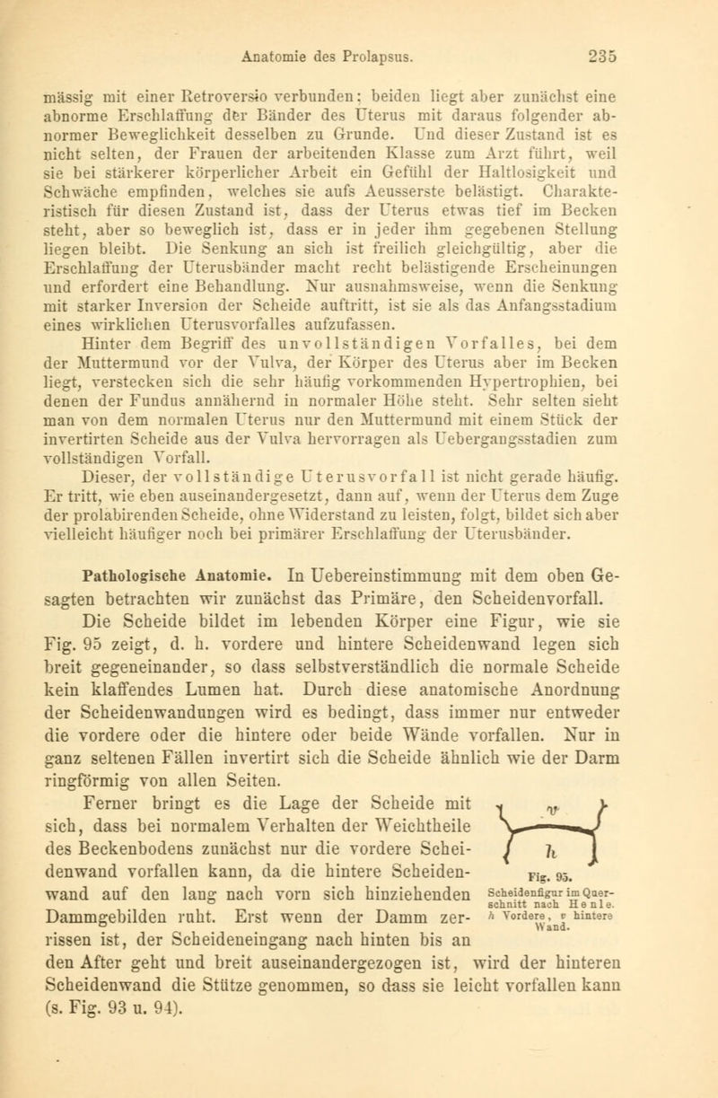 massig mit einer Retroversio verbunden; beiden liegt aber zunächst eine abnorme Erschlaffung der Bänder des Uterus mit daraus folgender ab- normer Beweglichkeit desselben zu Grunde. Und dieser Zustand ist es nicht selten, der Frauen der arbeitenden Klasse zum Arzt führt, weil sie bei stärkerer körperlicher Arbeit ein Gefühl der Haltlosigkeit und Schwäche empfinden, welches sie aufs Aeusserste belästigt. Charakte- ristisch für diesen Zustand ist, dass der Uterus etwas tief im Becken steht, aber so beweglich ist. dass er in jeder ihm gegebenen Stellung liegen bleibt. Die Senkung an sich ist freilich gleichgültig, aber die Erschlaffung der Uterusbänder macht recht belästigende Erscheinungen und erfordert eine Behandlung. Nur ausnahmsweise, wenn die Senkung mit starker Inversion der Scheide auftritt, ist sie als das Anfangsstadium eines wirklichen Uterusvorfalles aufzufassen. Hinter dem Begriff des unvollständigen Vorfalles, bei dem der Muttermund vor der Vulva, der Körper des Uterus aber im Becken liegt, verstecken sich die sehr häufig vorkommenden Hypertrophien, bei denen der Fundus annähernd in normaler Höhe steht. Sehr selten sieht man von dem normalen Uterus nur den Muttermund mit einem Stück der invertirten Scheide aus der Vulva hervorragen als Uebergangsstadien zum vollständigen Vorfall. Dieser, der vollständige Uterusvorfall ist nicht gerade häufig. Er tritt, wie eben auseinandergesetzt, dann auf, wenn der Uterus dem Zuge der prolabirenden Scheide, ohne Widerstand zu leisten, folgt, bildet sich aber vielleicht häufiger noch bei primärer Erschlaffung der Uterusbänder. Pathologische Anatomie. In Uebereinstiinmung mit dem oben Ge- sagten betrachten wir zunächst das Primäre, den Scheidenvorfall. Die Scheide bildet im lebenden Körper eine Figur, wie sie Fig. 95 zeigt, d. h. vordere und hintere Scheidenwand legen sich breit gegeneinander, so dass selbstverständlich die normale Scheide kein klaffendes Lumen hat. Durch diese anatomische Anordnung der Scheidenwandungen wird es bedingt, dass immer nur entweder die vordere oder die hintere oder beide Wände vorfallen. Nur in ganz seltenen Fällen invertirt sich die Scheide ähnlich wie der Darm ringförmig von allen Seiten. Ferner bringt es die Lage der Scheide mit sich, dass bei normalem Verhalten der Weichtheile des Beckenbodens zunächst nur die vordere Schei- denwand vorfallen kann, da die hintere Scheiden- Tigt s wand auf den lang nach vorn sich hinziehenden seheidenngurimQaer- ° schnitt nach He nie. Dammgebilden ruht. Erst wenn der Damm zer- h Yorde^.' J hinter9 rissen ist, der Scheideneingang nach hinten bis an den After geht und breit auseinandergezogen ist, wird der hinteren Scheidenwand die Stütze genommen, so dass sie leicht vorfallen kann (s. Fig. 93 u. 94).