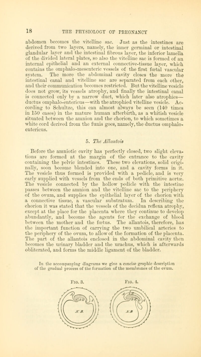 abdomen becomes the vitelline sac. Just as the intestines are derived from two layers, namely, the inner germinal or intestinal glandular layer and the intestinal fibrous layer, the inferior lamella of the divided lateral plates, so also the vitelline sac is formed of an internal epithelial and an external connective-tissue layer, which contains the omphalo-mesenteric vessels of the first foetal vascular system. The more the abdominal cavity closes the more the intestinal canal and vitelline sac are separated from each other, and their communication 1 »ecomes restricted. But the vitelline vesicle does not grow, its vessels atrophy, and finally the intestinal canal onected only by a narrow duct, which later also atrophies— ductus omphalo-entericus—with the atrophied vitelline vesicle. Ac- cording to Schultze, this can almost always be seen (140 times in 150 cases) in the mature human afterbirth, as a whitish vesicle situated 1 »etween the amnion and the chorion, to which sometimes a white cord derived from the funis goes, namely, the ductus omphalo- entericus. 5. The Allantois Before the amniotic cavity has perfectly closed, two slight eleva- tions are formed at the margin of the entrance to the cavity containing the pelvic intestines. These two elevations, solid origi- nally, soon become blended into one, and a cavity forms in it. The vesicle thus formed is provided with a pedicle, and is very early supplied with vessels from the ends of both primitive aortae. The vesicle connected by the hollow pedicle with the intestine passes between the amnion and the vitelline sac to the periphery of the ovum, and supplies the epithelial layer of the chorion with a connective tissue, a vascular substratum. In describing the chorion it was stated that the vessels of the decidua refiexa atrophy, except at the place for the placenta where they continue to develop abundantly, and become the agents for the exchange of blood between the mother and the foetus. The allantois, therefore, has the important function of carrying the two umbilical arteries to the periphery of the ovum, to allow of the formation of the placenta. The part of the allantois enclosed in the abdominal cavity then becomes the urinary bladder and the urachus, which is afterwards obliterated, and fomis the middle ligament of the bladder. Id the accompanying diagrams wo give a concise graphic description of the gradual process of the formation of the membranes of the ovum. Fig. 3. Fio. 1.