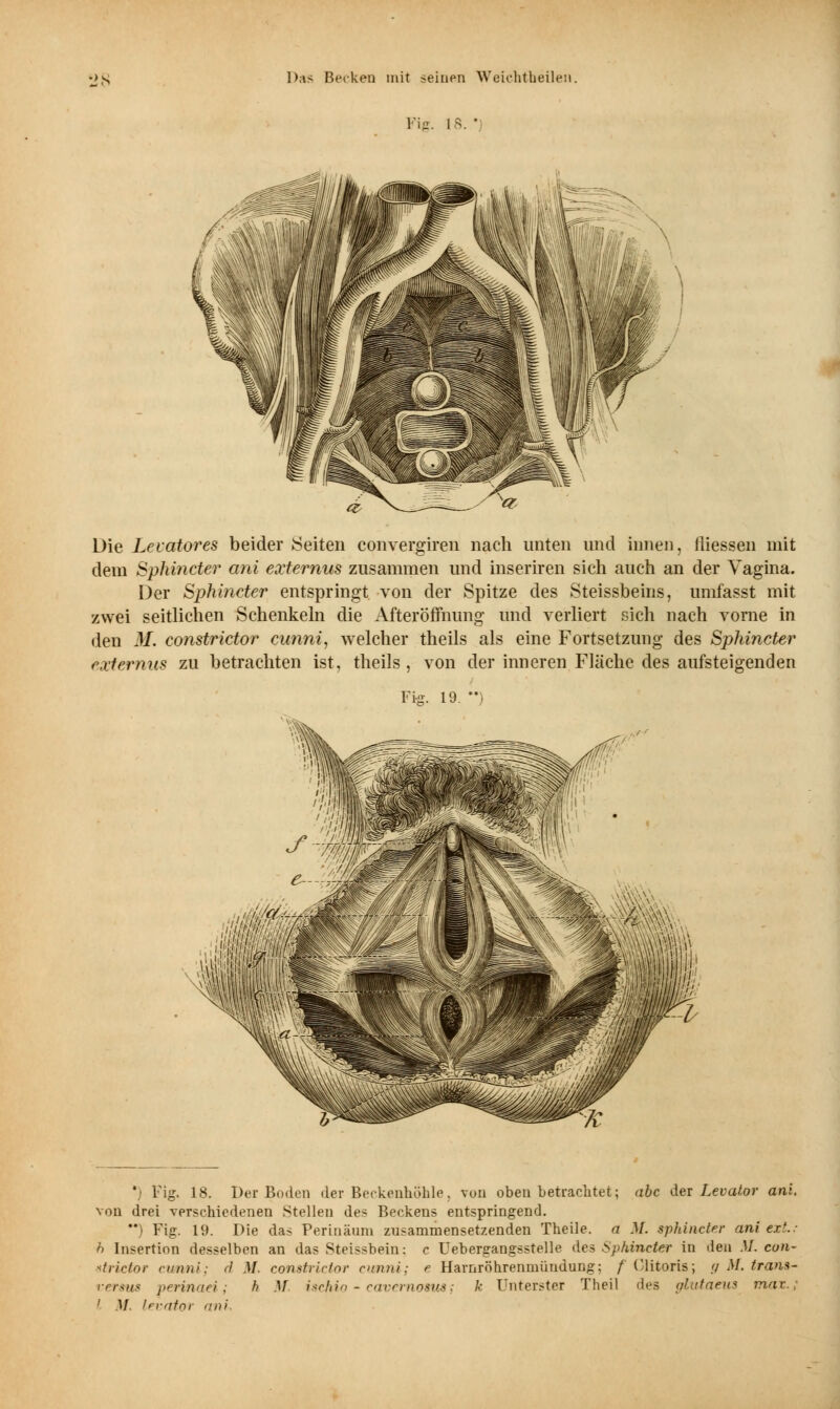 Fig. 1 B. ' Die Lecatores beider Seiten convergiren nach unten und innen, fliessen mit dem Sphincter ani externus zusammen und inseriren sich auch an der Vagina. Der Sphincter entspringt von der Spitze des Steissbeins, umfasst mit zwei seitlichen Schenkeln die Afteröffnimg und verliert sich nach vorne in den M. constrictor cunni, welcher theils als eine Fortsetzung des Sphincter externus zu betrachten ist, theils , von der inneren Fläche des aufsteigenden Fi- 19, * Fig. 18. Der Boden der Beckenhöhle, von oben betrachtet; abc der Levator ani, von drei verschiedenen Stellen des Beckens entspringend. ) Fig. 19. Die das Perinäum zusammensetzenden Theile. a M. sphincter ani ext; h Insertion desselben an das Steissbein: c Uebergangsstelle des Sphmeter in den M. eun- strictor cutmi; d M constrictor omni; e Harnröhrenmündung; / Clitoris; g M. trans- ersus perinaei; h M ischio - cavernosus*, k Unterster Theil des giutaeus mar., ; M levator ani.