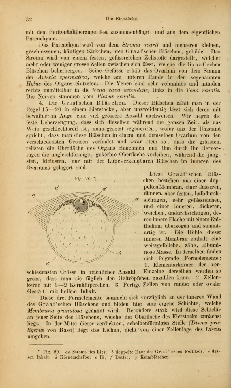 Fig. 20. •) mit dem Peritonäalüberzuge fest zusammenhängt, und aus dem eigentlichen Parenchyme. Das Parenchym wird von dem Stroma ovarii und mehreren kleinen, geschlossenen, häutigen Säckchen, den Graafschen Bläschen, gebildet. Das Stroma wird von einem festen, gefässreichen Zellstoffe dargestellt, welcher mehr oder weniger grosse Zellen zwischen sich lässt, welche die Graafschen Bläschen beherbergen. Seine Gefässe erhält das Ovarium von dem Stamm der Arteria spermatica, welche am unteren Rande in den sogenannten Hylus des Organs eintreten. Die Venen sind sehr voluminös und münden rechts unmittelbar in die Vena cava ascendens, links in die Vena renalis. Die Nerven stammen vom Plexus renalis. 4. Die Graafschen Bläschen. Dieser Bläschen zählt man in der Regel 15—20 in einem Eierstocke, aber unzweideutig lässt sich deren mit bewaffnetem Auge eine viel grössere Anzahl nachweisen. Wir hegen die feste Ueberzeugung, dass sich dieselben während der ganzen Zeit, als das Weib geschlechtsreif ist, unausgesetzt regeneriren , wofür uns der Umstand spricht, dass man diese Bläschen in einem und demselben Ovarium von den verschiedensten Grössen vorfindet und zwar stets so, dass die grössten, reifsten die Oberfläche des Organs einnehmen und ihm durch ihr Hervor- ragen die ungleichförmige, gekerbte Oberfläche verleihen, während die jüng- sten, kleinsten, nur mit der Lupe.erkennbaren Bläschen im Inneren des Ovariums gelagert sind. Diese Graafschen Bläs- chen bestehen aus einer dop- pelten Membran, einer äusseren, dünnen, aber festen, halbdurch- «* sichtigen, sehr gefässreichen, und einer inneren, dickeren, weichen, undurchsichtigen, de- ren innere Fläche mit einem Epi- thelium überzogen und sammt- artig ist. Die Höhle dieser inneren Membran enthält eine weissgelbliche, zähe, albumi- nöse Masse. In derselben finden sich folgende Formelemente: 1. Elementarkörner der ver- schiedensten Grösse in reichlicher Anzahl. Einzelne derselben werden so gross, dass man sie füglich den Oeltröpfchen zuzählen kann. 2. Zellen- kerne mit 1—2 Kernkörperchen. 3. Fertige Zellen von runder oder ovaler Gestalt, mit hellem Inhalt. Diese drei Formelemente sammeln sich vorzüglich an der inneren WTand des Graafschen Bläschens und bilden hier eine eigene Schichte, welche Membrana granulosa genannt wird. Besonders stark wird diese Schichte an jener Seite des Bläschens, welche der Oberfläche des Eierstocks zunächst liegt. In der Mitte dieser verdickten, scheibenförmigen Stelle (Discus pro- ligerus von Baer) liegt das Eichen, dicht von einer Zellenlage des Discus umgeben. *) Fig. 20. aa Stroma des Eies: b doppelte Haut des Graafschen Follikels; c des- sen Inhalt: d Körnerscheibe: c Ei; f Dotter: y Keimbläschen.