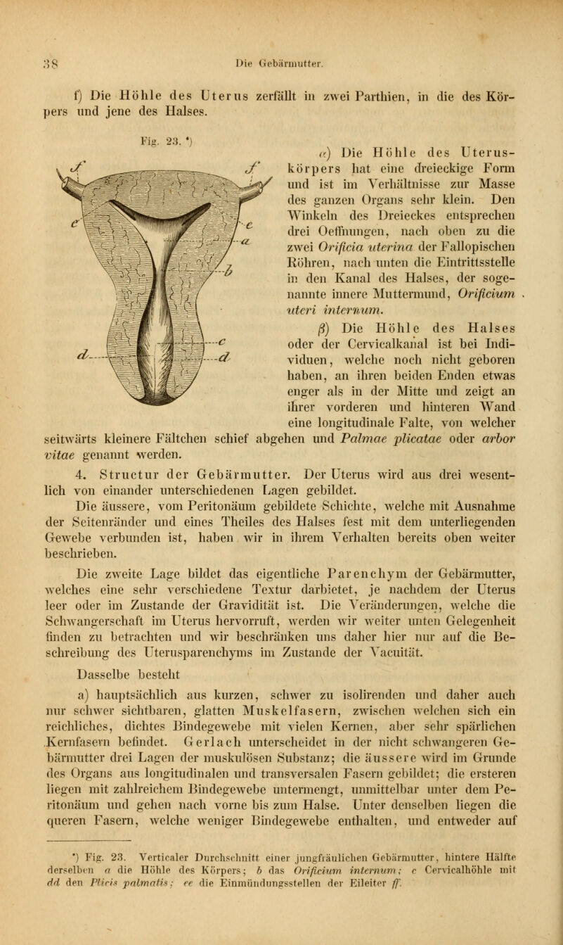 f) Die Höhle des Uterus zerfällt in zwei Parthien, in die des Kör- pers und jene des Halses. Fig. 23. •) a) Die Höhle des Uterus- körpers hat eine dreieckige Form und ist im Verhältnisse zur Masse des ganzen Organs sehr Idein. Den Winkeln des Dreieckes entsprechen drei OefTnungcn, nach oben zu die zwei Orificia uterina der Fallopischen Röhren, nach unten die Eintrittsstelle in den Kanal des Halses, der soge- nannte innere Muttermund, Orificium uteri internum. ß) Die Höhle des Halses oder der Cervicalkaiial ist bei Indi- viduen, welche noch nicht geboren haben, an ihren beiden Enden etwas enger als in der Mitte und zeigt an ihrer vorderen und hinteren Wand eine longitudinale Falte, von welcher seitwärts kleinere Fältchen schief abgehen und Palmae plicatae oder arbor vitae genannt werden. 4. Structur der Gebärmutter. Der Uterus wird aus drei wesent- lich von einander unterschiedenen Lagen gebildet. Die äussere, vom Peritonäum gebildete Schichte, welche mit Ausnahme der Scitenränder und eines Theiles des Halses fest mit dem unterliegenden Gewebe verbunden ist, haben wir in ihrem Verhalten bereits oben weiter beschrieben. Die zweite Lage bildet das eigentliche Parenchym der Gebärmutter, welches eine sehr verschiedene Textur darbietet, je nachdem der Uterus leer oder im Zustande der Gravidität ist. Die Veränderungen, welche die Schwangerschaft im Uterus hervorruft, werden wir weiter unten Gelegenheit rinden zu betrachten und wir beschränken uns daher hier nur auf die Be- schreibung des Uterusparenchyms im Zustande der Vacuität. Dasselbe besteht a) hauptsächlich aus kurzen, schwer zu isolirenden und daher auch nur schwer sichtbaren, glatten Muskelfasern, zwischen welchen sich ein reichliches, dichtes Bindegewebe mit vielen Kernen, aber sehr spärlichen Kernfasern befindet. Gerlach unterscheidet in der nicht schwangeren Ge- bärmutter drei Lagen der muskulösen Substanz; die äussere wird im Grunde des Organs aus longitudinalen und transversalen Fasern gebildet; die ersteren liegen mit zahlreichem Bindegewebe untermengt, unmittelbar unter dem Pe- ritonäum und gehen nach vorne bis zum Halse. Unter denselben liegen die queren Fasern, welche weniger Bindegewebe enthalten, und entweder auf *) Fig. 23. Verticaler Durchschnitt einer jungfräulichen Gebärmutter, hintere Hälfte derselben a die Höhle des Körpers; b das Orificium intermtm; r Orvicalhöhle mit dd den Pf.iris palmatis: et die Einmündungsstellen der Eileiter ff.