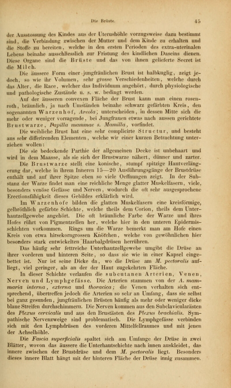 Die Brutto l ,> der Ausstossung des Kinde« aus der Uterushöhle vorzugsweise dazu bestimmt sind, die Verbindung zwischen der Mutter und dem Kinde zu erhalten und die Stoffe zu bereiten, welche In den ersten Perioden des extra-uterinalen Lehens heinahe ausschliesslich zur Pristung des kindlichen Daseins dienen. Diese Organe sind die Urliste und das \»>n ihnen gelieferte Beeret ist die Milch. Die äussere Form einer jungfräulichen Brust ist halbknglig, zeigt je- doch, so wie Ihr Volumen, sehr grosse Verschiedenheiten, wedeln- durch das Alter, die Kate, welcher das Individuum angehört, durch physiologische und pathologische Zustände li. s. w. bedingt werden. Aul' der äusseren corrvexen Fläche der Brust kann man einen rosen- POth, bräunlich, ja nach Umständen heinahe schwarz gefärbten Kreis, den sogenannten Warzenhof, Areola', unterscheiden, in dessen Mitte sich die mehr oder weniger vorsagende, bei Jungfrauen etwas nach aussen gerichtete Brustwarze. Papilla mammae 8. Mamitta, vorfindet Die weibliche Brust hat eine sehr complicirte Structur, und besteht aus sehr differirenden Elementen, welche wir einer kurzen Betrachtung unter- ziehen wollen: Die sie bedeckende Parthie der allgemeinen Decke ist unbehaart und wird in dem Maasse, als sie sich der Brustwarze nähert, dünner und zarter. Die Brustwarze stellt eine konische, stumpf spitzige Hantverläng- erung dar, welche in ihrem Inneren 15—2(» Ausfiihrungsgänge der Brustdrüse enthält und auf ihrer Spitze eben so viele Öffnungen zeigt. In der Sub- stanz der Warze findet man eine reichliche Menge glatter Muskelfasern, viele, besonders venöse Gelasse und Nerven. wodurch die oft sehr ausgesprochene Krectionsfähigkeit dieses Gebildes erklärlich wird. Im Warzenhofe bilden die glatten Muskelfasern eine kreisförmige, gelbröthlich gefärbte Schichte, welche theils dem Corion, theils dem Unter- hautzellgewebe angehört. Die oft bräunliche Farbe der Warze und ihres Hofes rührt von Pigmentzellen her, welche hier in den unteren Epidermis- schiehten vorkommen. Rings um die Warze bemerkt man am Hofe einen Kreis von etwa hirsekorngrossen Knötchen, welche von gewöhnlichen hier besonders stark entwickelten Haarbalgdrüsen herrühren. Das häufig sehr fettreiche Unterhautzellgewebe umgibt die Drüse an ihrer vorderen und hinteren Seite, so dass sie wie in einer Kapsel einge- bettet ist. Nur ist seine Dicke da, wro die Drüse am M. pectoralis auf- liegt, viel geringer, als an der der Haut zugekehrten Fläche. In dieser Schichte verlaufen die subcutanen Arterien, Venen, Nerven und Lymphgefasse. Die Arterien stammen von der A. mam- maria interna, externa und thoracica: die Venen verhalten sich ent- sprechend, übertreffen jedoch die Arterien so sehr an Umfang, dass sie selbst bei ganz gesunden, jungfräulichen Brüsten häufig als mehr oder weniger dicke blaue Streifen durchschimmern. Die Nerven kommen aus den Subclavicularästen des Plexus cervicaUs und aus den Brustästen des Plexus braclüalis. Sym- pathische Nervenzweige sind problematisch. Die Lymphgelasse verbinden sich mit den Lymphdrüsen des vorderen Mittelfellraumes und mit jenen der Achselhöhle. Die Fascia superficialis spaltet sich am Umfange der Drüse in zwei Blätter, wovon das äussere die Unterhautschichte nach innen auskleidet, das innere zwischen der Brustdrüse und dem M. pectoralis liegt. Besonders dieses innere Blatt hängt mit der hinteren Fläche der Drüse innig zusammen.